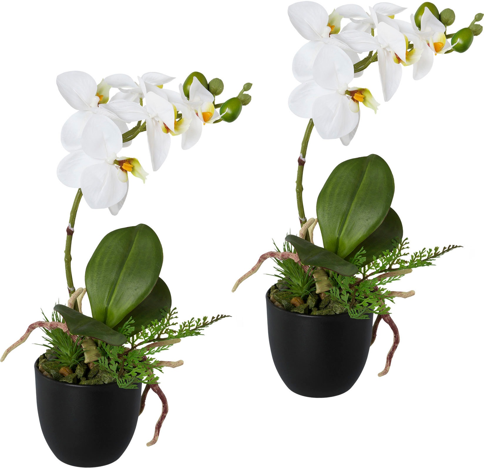 Image of Creativ green Kunstorchidee »Phalaenopsis«, (2 St.), 2er Set, im Kunststofftopf bei Ackermann Versand Schweiz