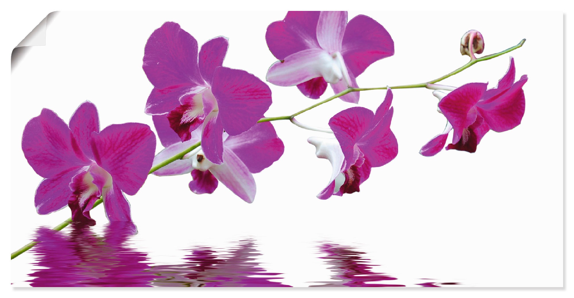 Image of Artland Wandbild »Violette Orchideen«, Blumen, (1 St.), in vielen Grössen & Produktarten -Leinwandbild, Poster, Wandaufkleber / Wandtattoo auch für Badezimmer geeignet bei Ackermann Versand Schweiz