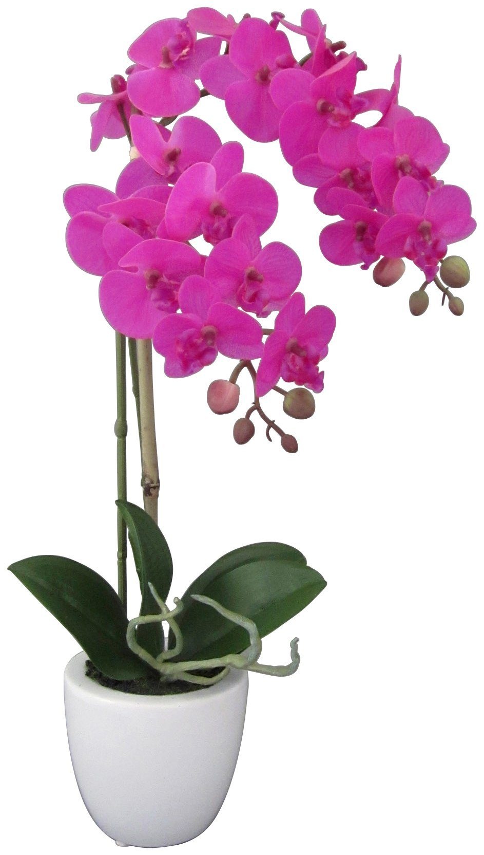 Image of Creativ green Kunstpflanze »Orchidee Phalaenopsis«, (1 St.), im Keramiktopf bei Ackermann Versand Schweiz