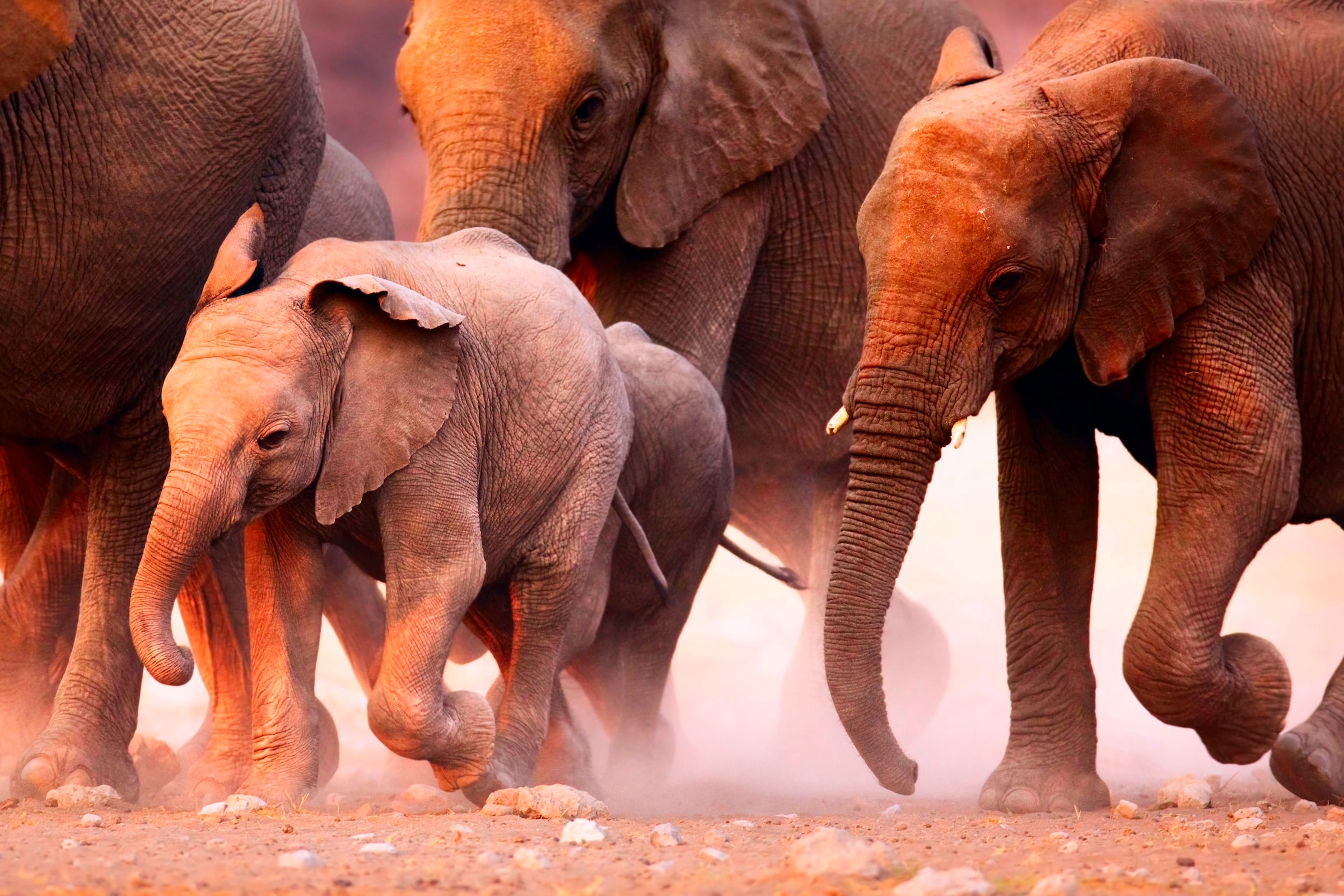 Image of Papermoon Fototapete "Elephant Herd" glatt