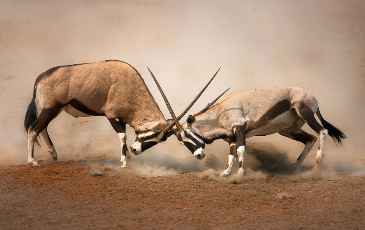 Image of Papermoon Fototapete "Gemsbocks Fight"