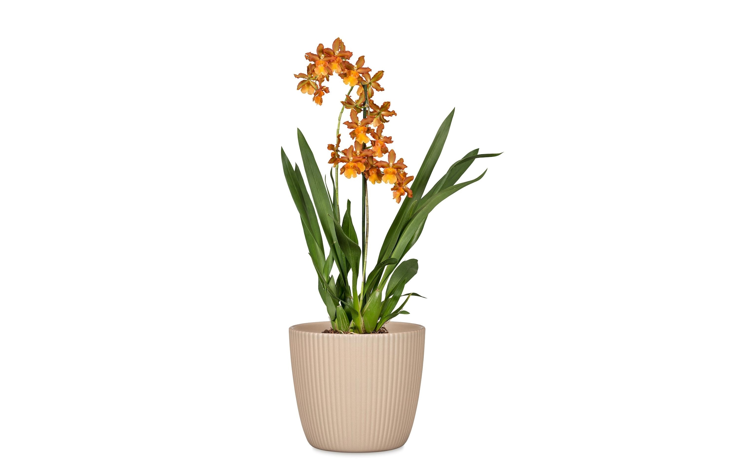 Scheurich Blumentopf »Aura Dry Reed, 28 cm«