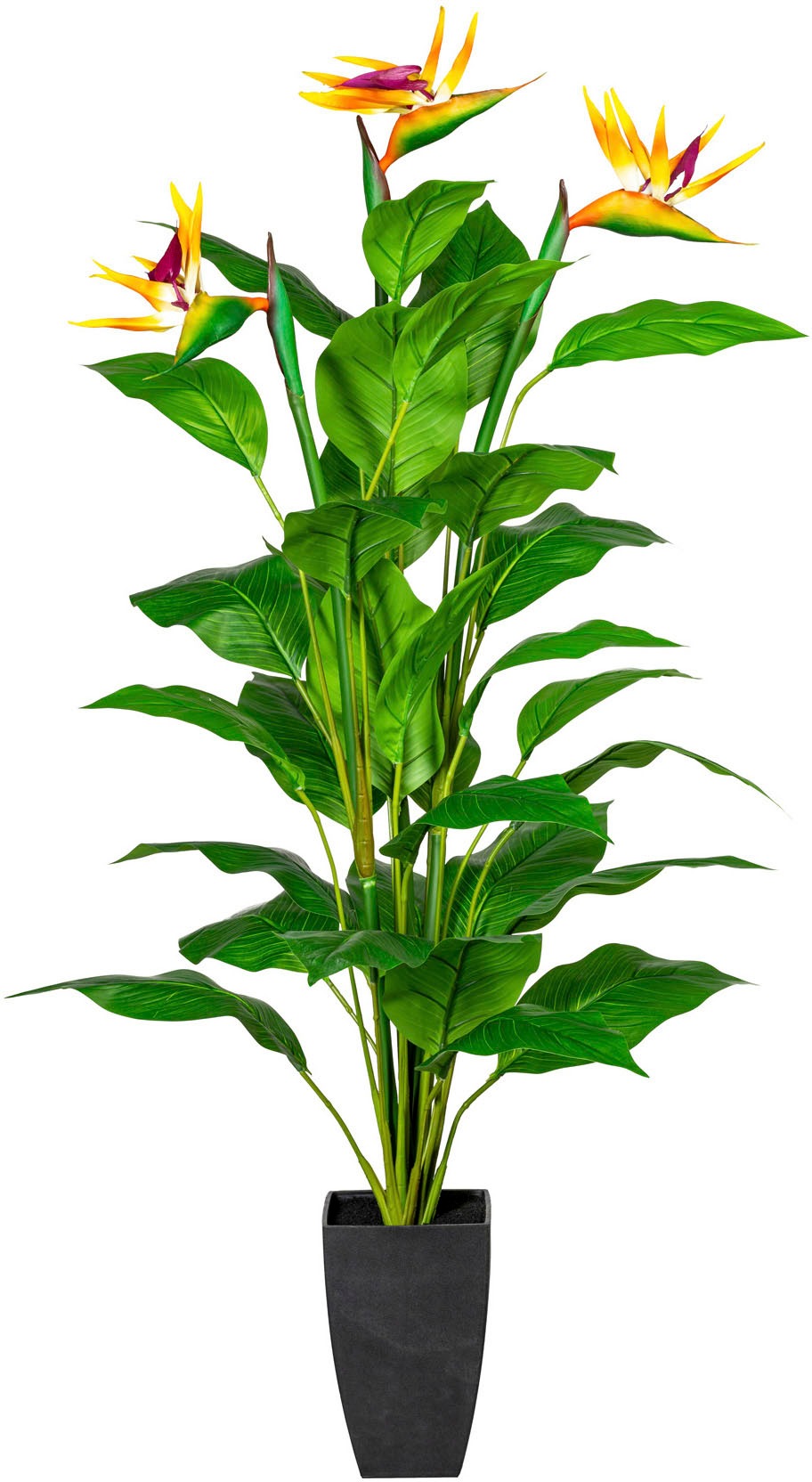 Image of Creativ green Künstliche Zimmerpflanze »Strelitzie«, (1 St.) bei Ackermann Versand Schweiz