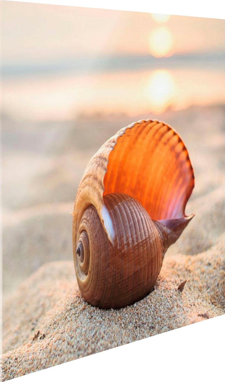Image of Reinders! Glasbild »Muschelleuchten« bei Ackermann Versand Schweiz