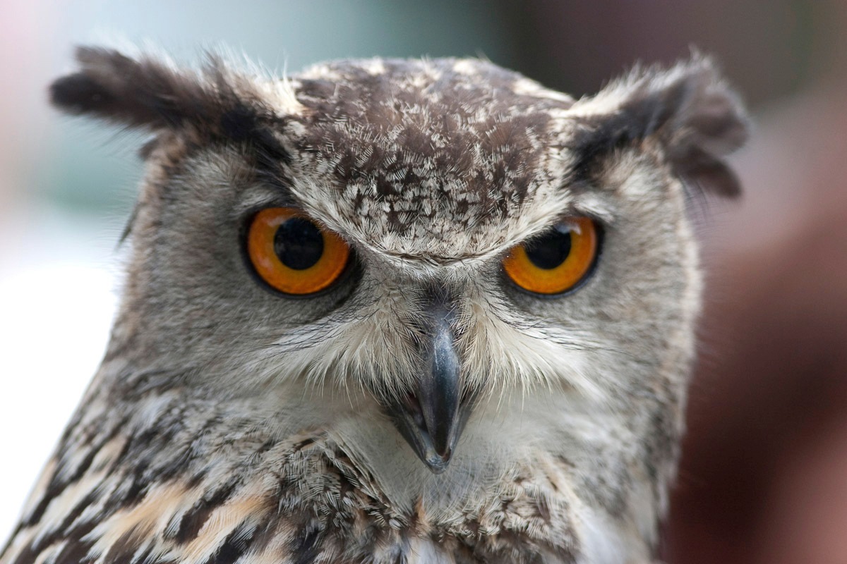 Image of Papermoon Fototapete »Eule«, Vliestapete, hochwertiger Digitaldruck, inklusive Kleister bei Ackermann Versand Schweiz