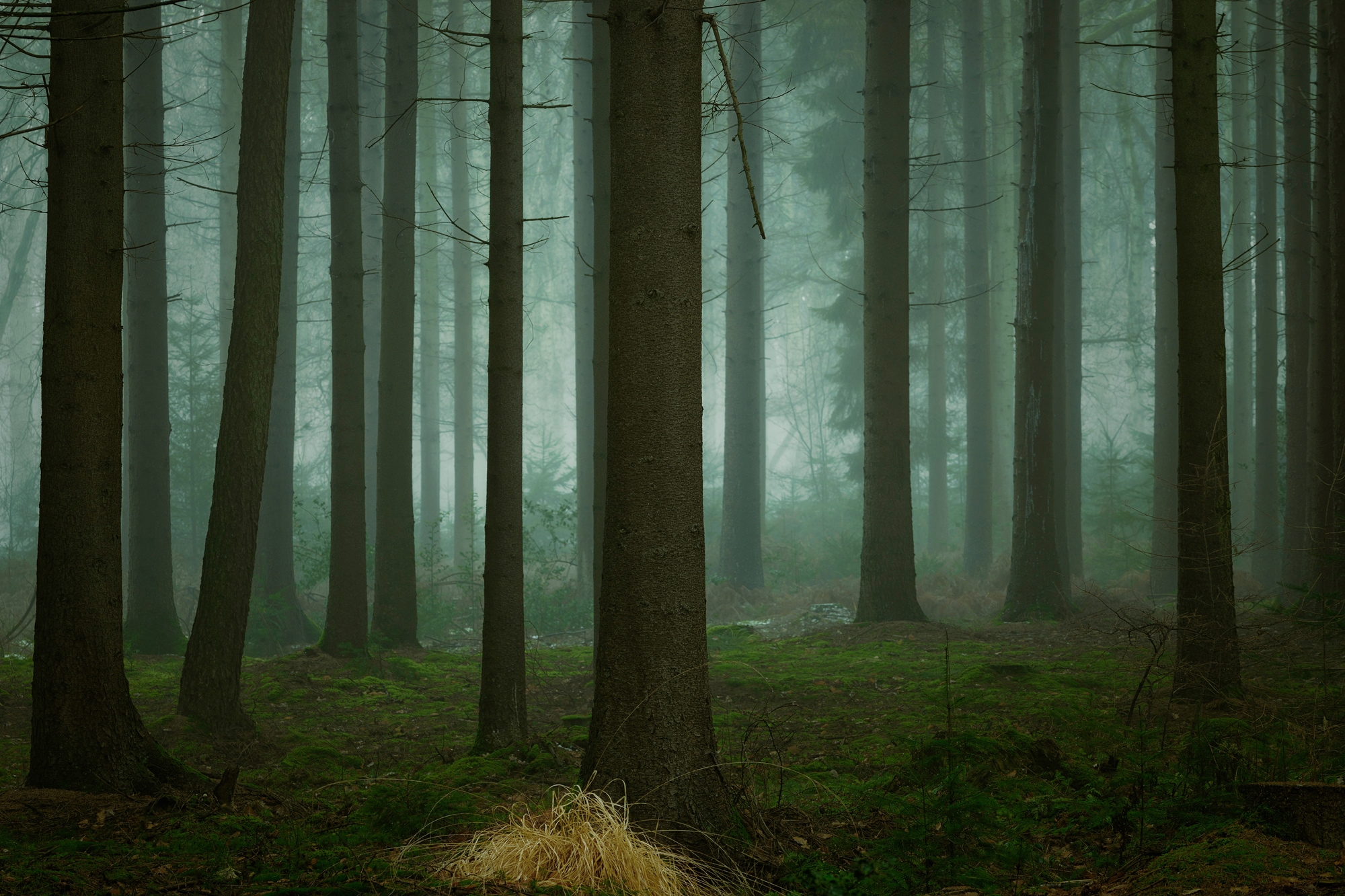 Image of Papermoon Fototapete "Photo-Art ELLEN BORGGREVE, DIE KALTEN, DUNKLEN TAGE DES WINTERS"