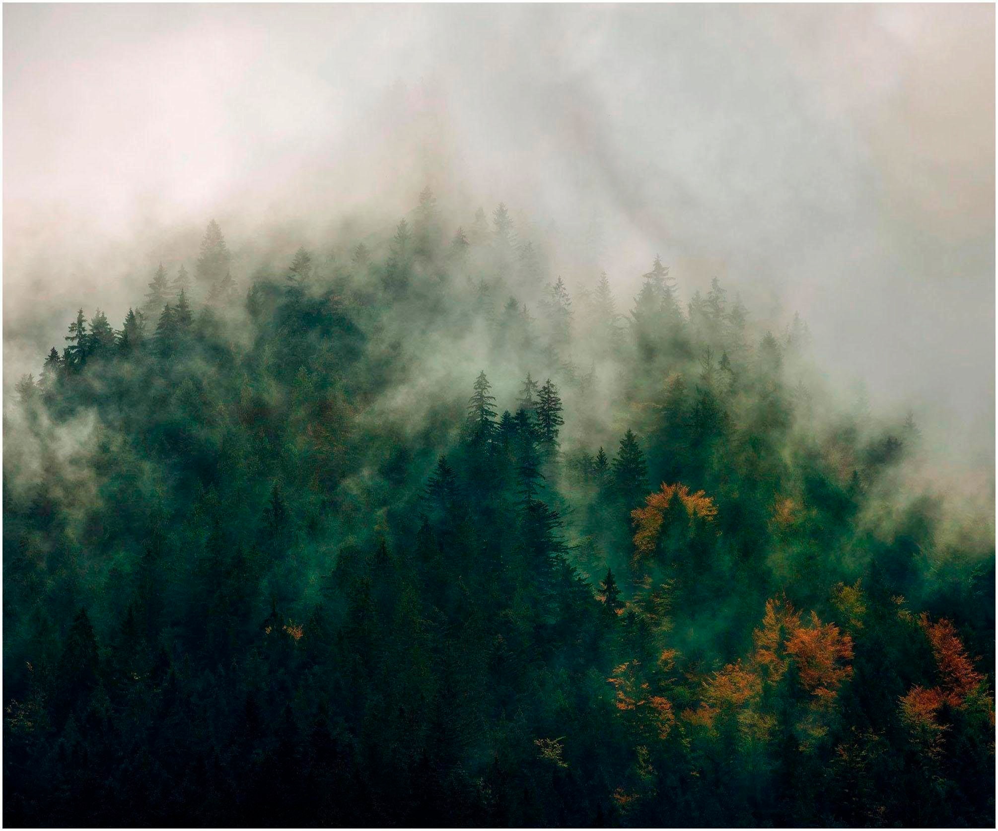 Image of Komar Vliestapete, naturalistisch bei Ackermann Versand Schweiz