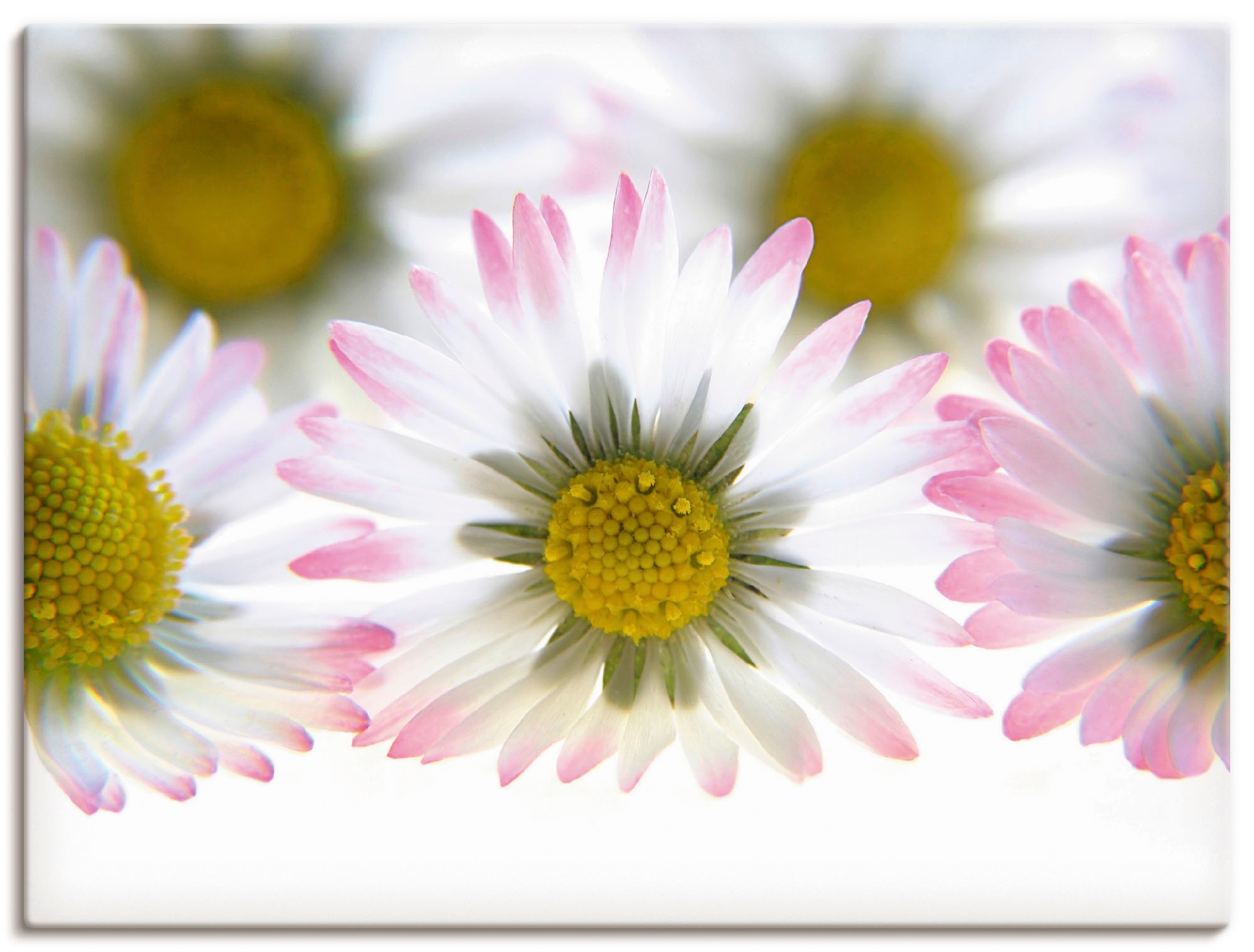 Image of Artland Wandbild »Frühlingsgänseblümchen«, Blumen, (1 St.), in vielen Grössen & Produktarten - Alubild / Outdoorbild für den Aussenbereich, Leinwandbild, Poster, Wandaufkleber / Wandtattoo auch für Badezimmer geeignet bei Ackermann Versand Schweiz