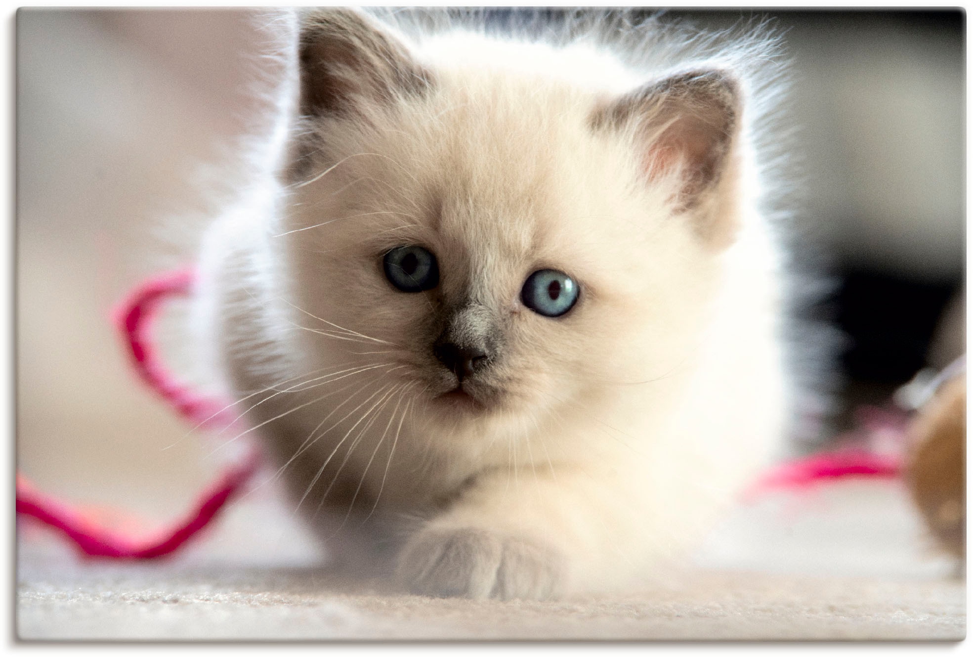 Image of Artland Leinwandbild "Heilige Birma Katze im Spiel" Katzenbilder 1 Stk. tlg. auf Holzrahmen gespannt