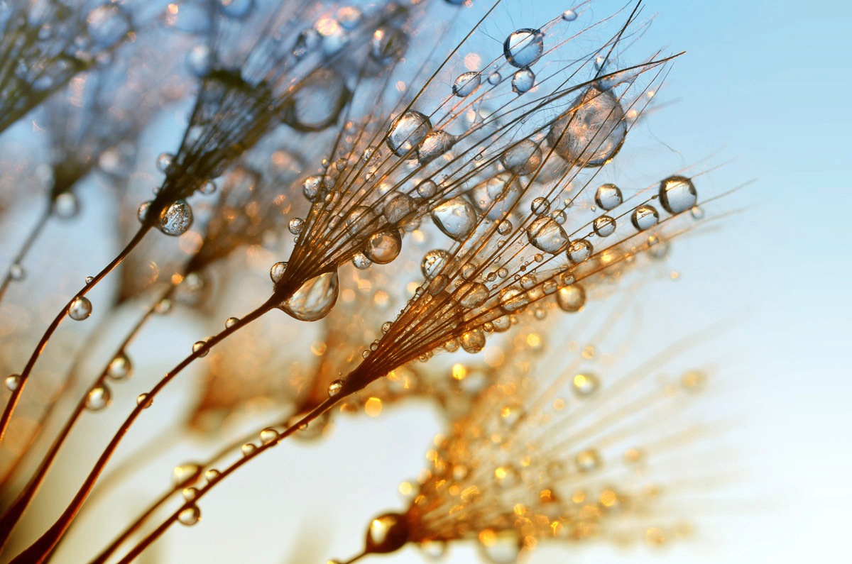 Image of Papermoon Fototapete »Nasse Pflanzen«, Vliestapete, hochwertiger Digitaldruck, inklusive Kleister bei Ackermann Versand Schweiz