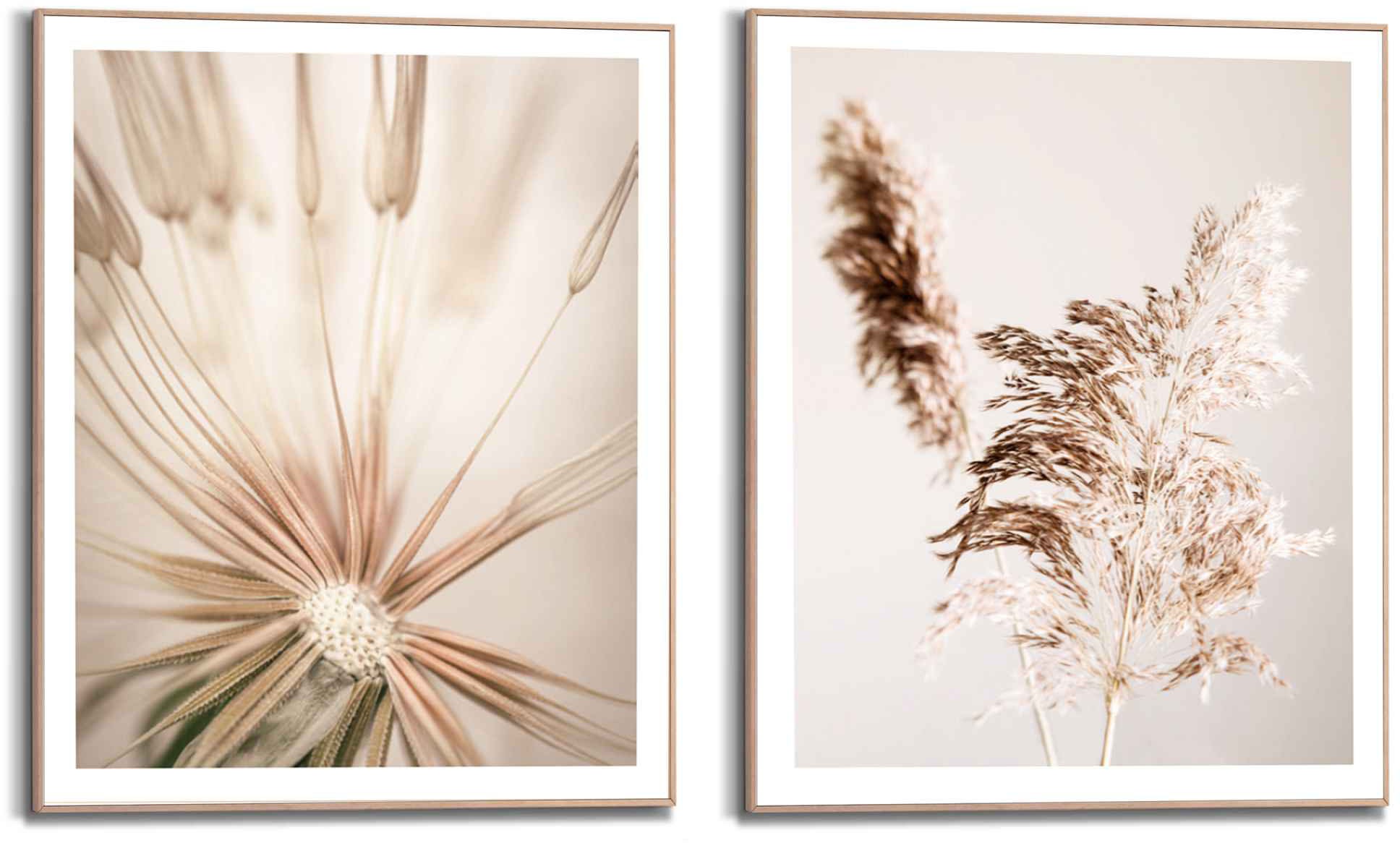 Image of Reinders! Wandbild »Wandbilder Set Pampasgras und Löwenzahn Pusteblume - Natur - Pflanze«, Pflanzen, (2 St.) bei Ackermann Versand Schweiz