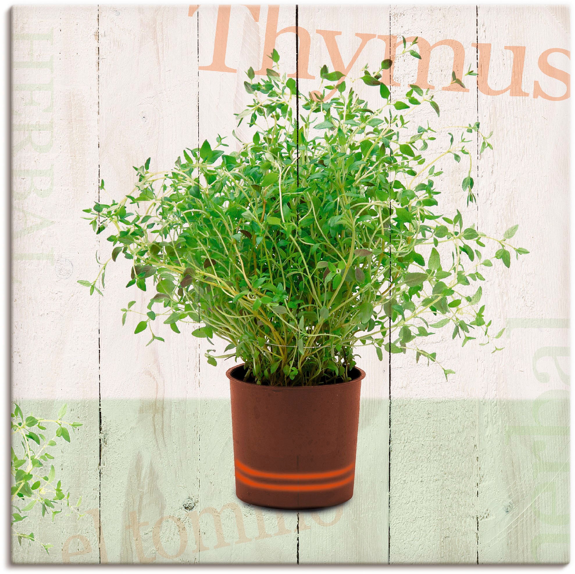 Image of Artland Wandbild »Thymian«, Pflanzen, (1 St.), in vielen Grössen & Produktarten - Alubild / Outdoorbild für den Aussenbereich, Leinwandbild, Poster, Wandaufkleber / Wandtattoo auch für Badezimmer geeignet bei Ackermann Versand Schweiz