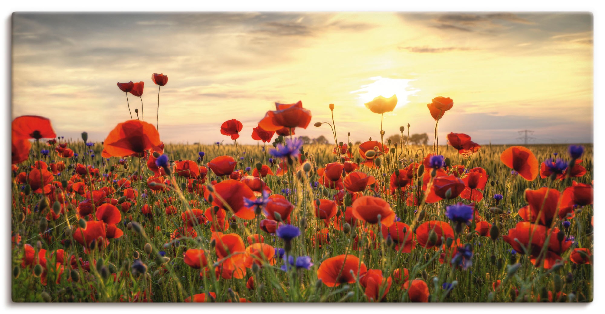 Image of Artland Wandbild "Mohnblumen" Blumen 1 Stk. tlg. als Alubild, Leinwandbild, Poster in verschied. Grössen