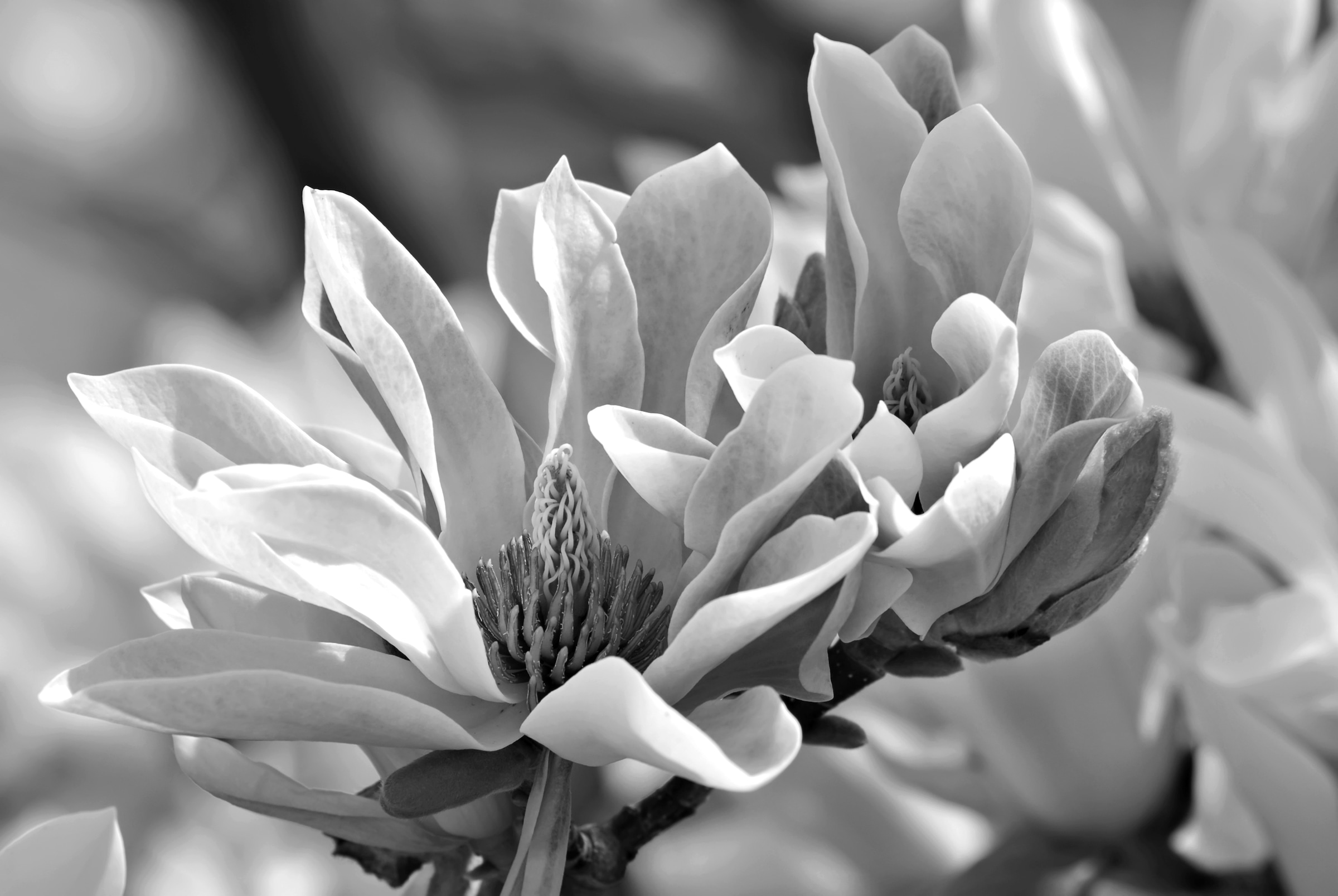 Image of Papermoon "Blume Schwarz & Weiss"