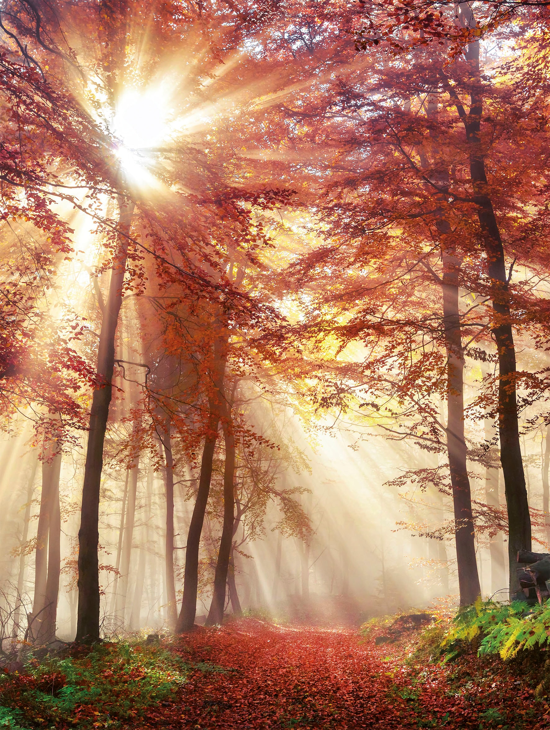Image of Bönninghoff Leinwandbild "Wandbild HERBSTWALD 46x61 cm – Leinwandbild Keilrahmen Deko modern" Wald 1 Stk. tlg. auf Keilrahmen gespannt