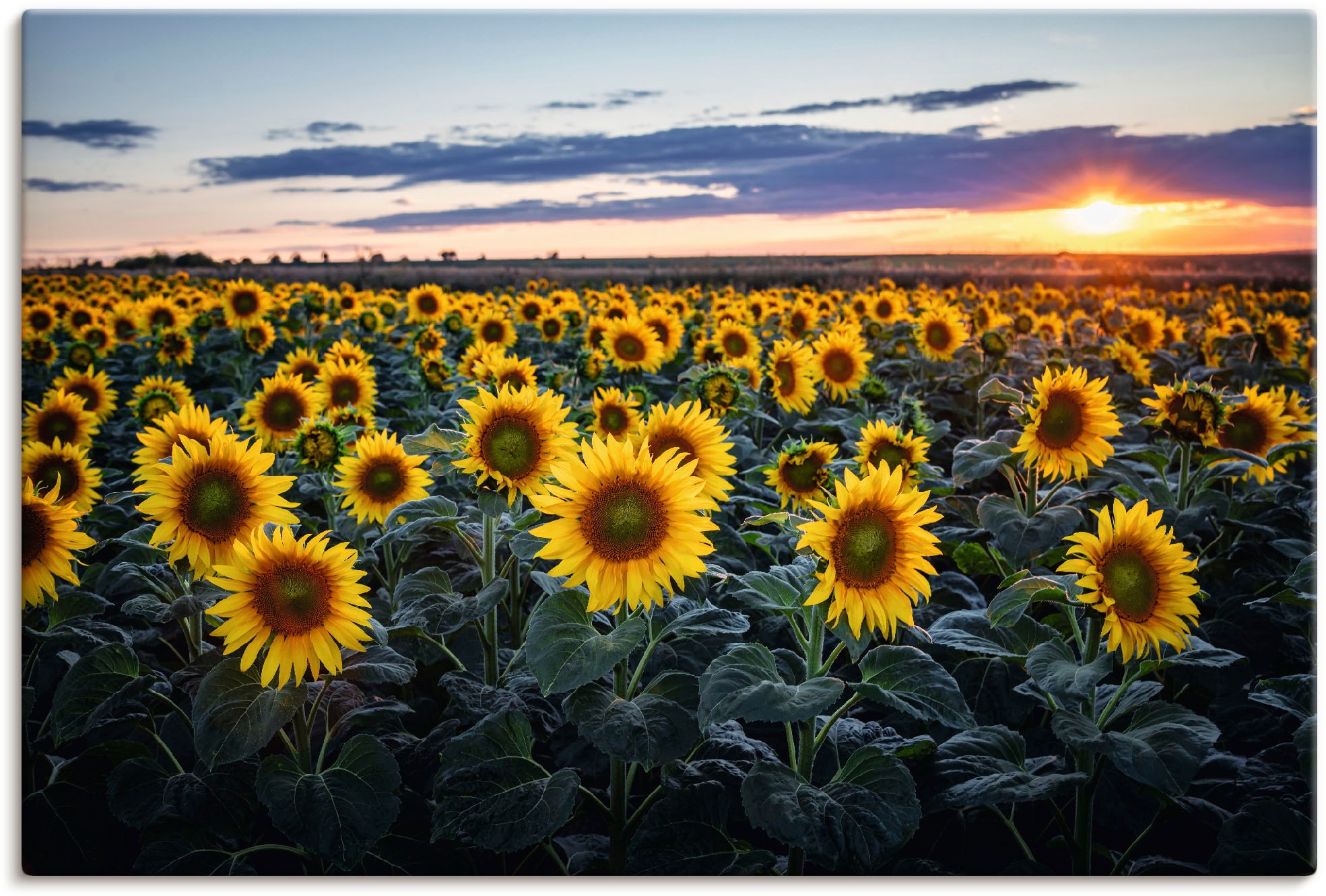 Image of Artland Wandbild »Sonnenblumenfeld, Sonne im Hintergrund«, Blumenwiese, (1 St.), in vielen Grössen & Produktarten - Alubild / Outdoorbild für den Aussenbereich, Leinwandbild, Poster, Wandaufkleber / Wandtattoo auch für Badezimmer geeignet bei Ackermann Ve