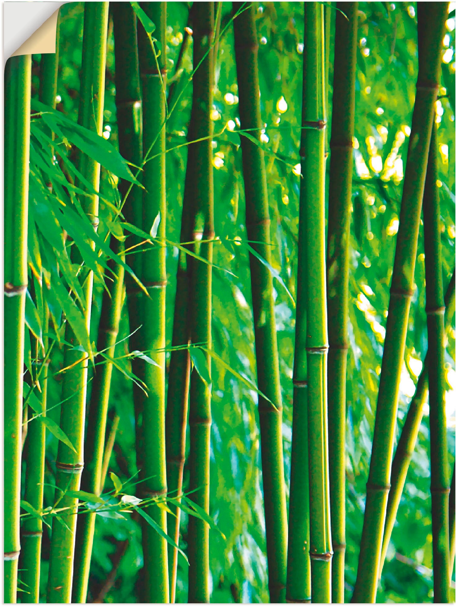 Image of Artland Wandbild »Bambus III«, Gräser, (1 St.), in vielen Grössen & Produktarten -Leinwandbild, Poster, Wandaufkleber / Wandtattoo auch für Badezimmer geeignet bei Ackermann Versand Schweiz