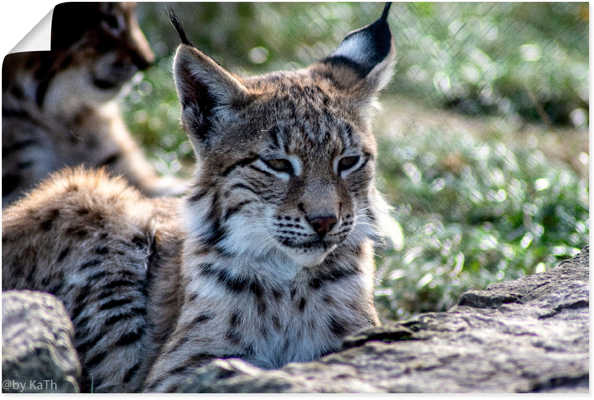 Image of Artland Wandbild »Luchs«, Wildtiere, (1 St.), in vielen Grössen & Produktarten - Alubild / Outdoorbild für den Aussenbereich, Leinwandbild, Poster, Wandaufkleber / Wandtattoo auch für Badezimmer geeignet bei Ackermann Versand Schweiz