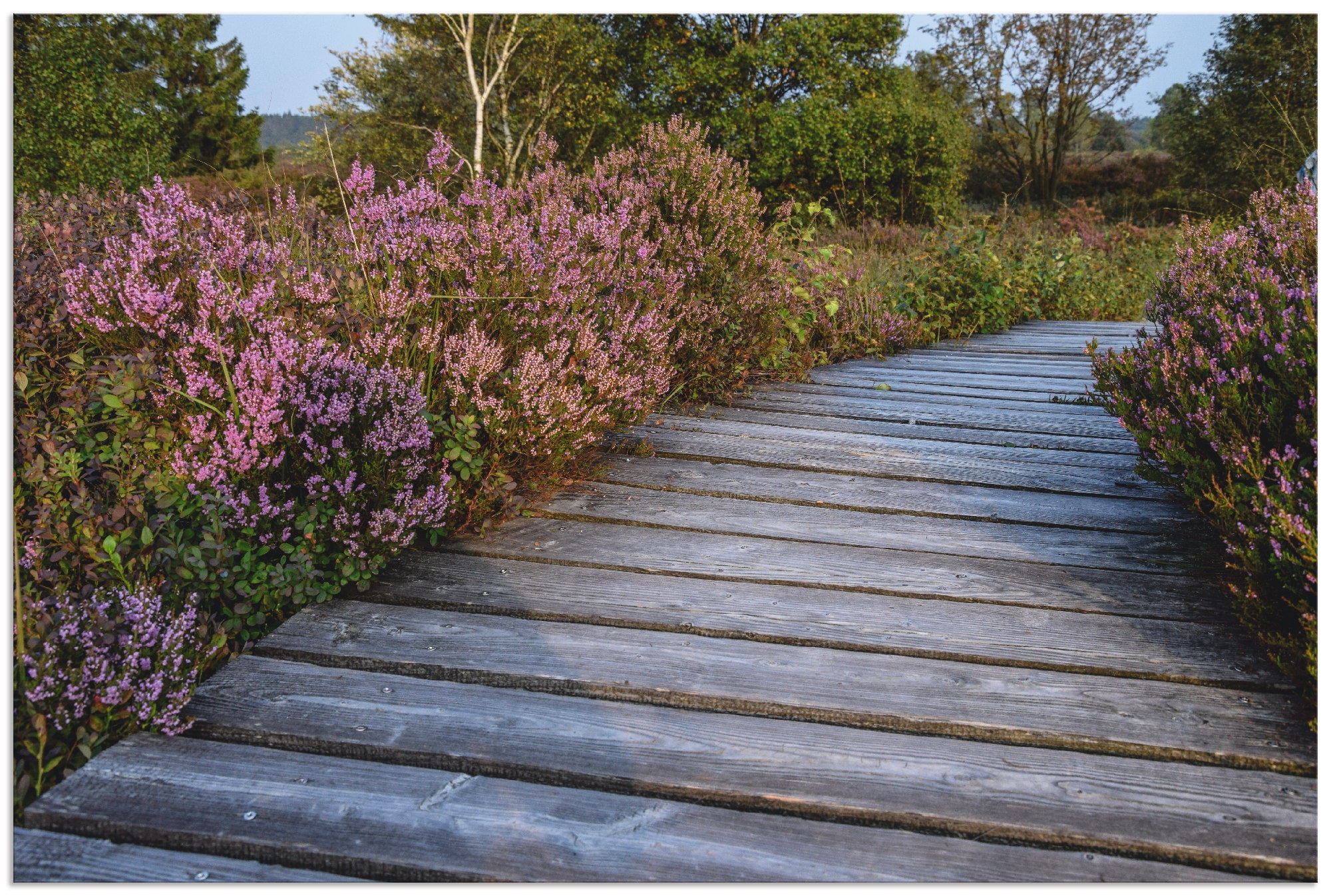 Image of Artland Wandbild »Wanderung durchs Hohe Venn«, Wiesen & Bäume, (1 St.), in vielen Grössen & Produktarten - Alubild / Outdoorbild für den Aussenbereich, Leinwandbild, Poster, Wandaufkleber / Wandtattoo auch für Badezimmer geeignet bei Ackermann Versand Sch