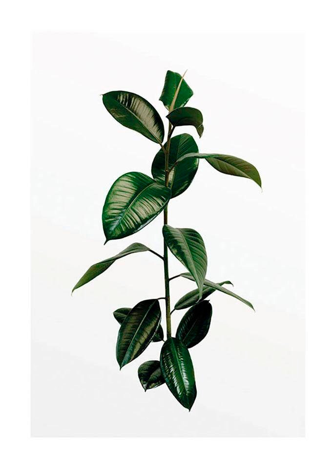 Image of Komar Bild "Ficus Branch" Pflanzen 1 Stk. tlg. Wandbild zur Dekoration - ohne Rahmen