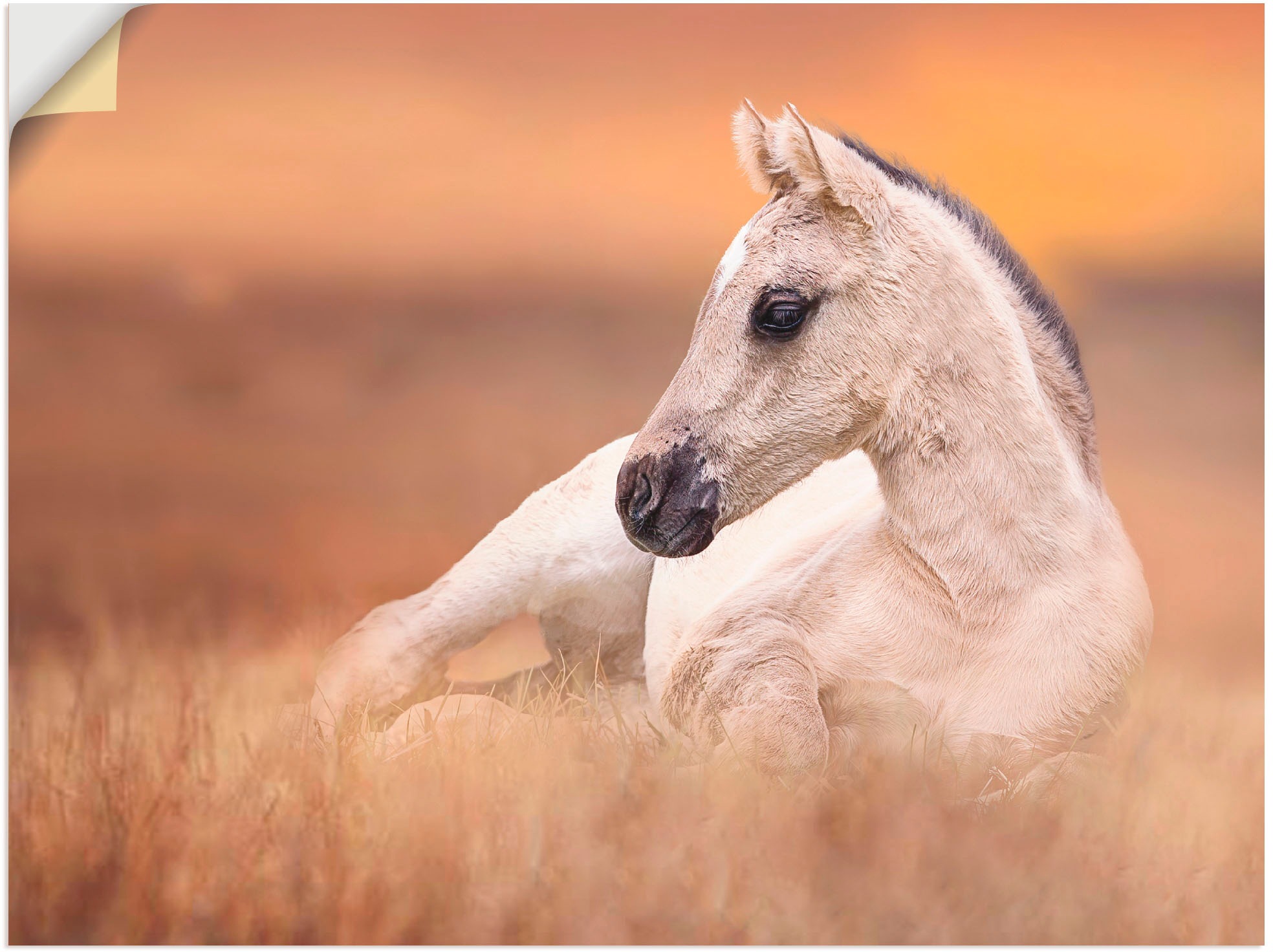 Image of Artland Wandbild »Fohlen in den Feldern II«, Haustiere, (1 St.), in vielen Grössen & Produktarten - Alubild / Outdoorbild für den Aussenbereich, Leinwandbild, Poster, Wandaufkleber / Wandtattoo auch für Badezimmer geeignet bei Ackermann Versand Schweiz