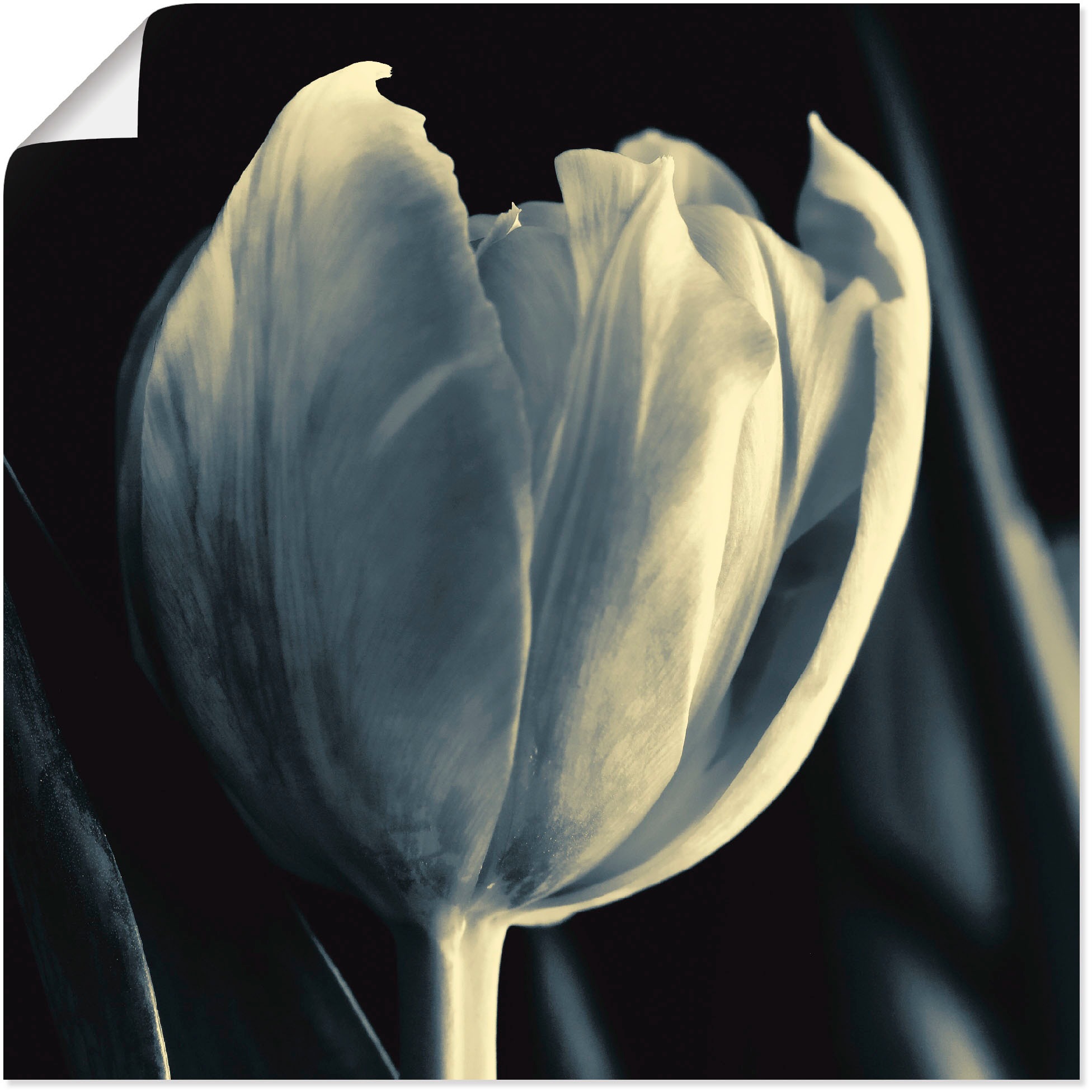 Image of Artland Wandbild »Tulpe«, Blumen, (1 St.), in vielen Grössen & Produktarten -Leinwandbild, Poster, Wandaufkleber / Wandtattoo auch für Badezimmer geeignet bei Ackermann Versand Schweiz