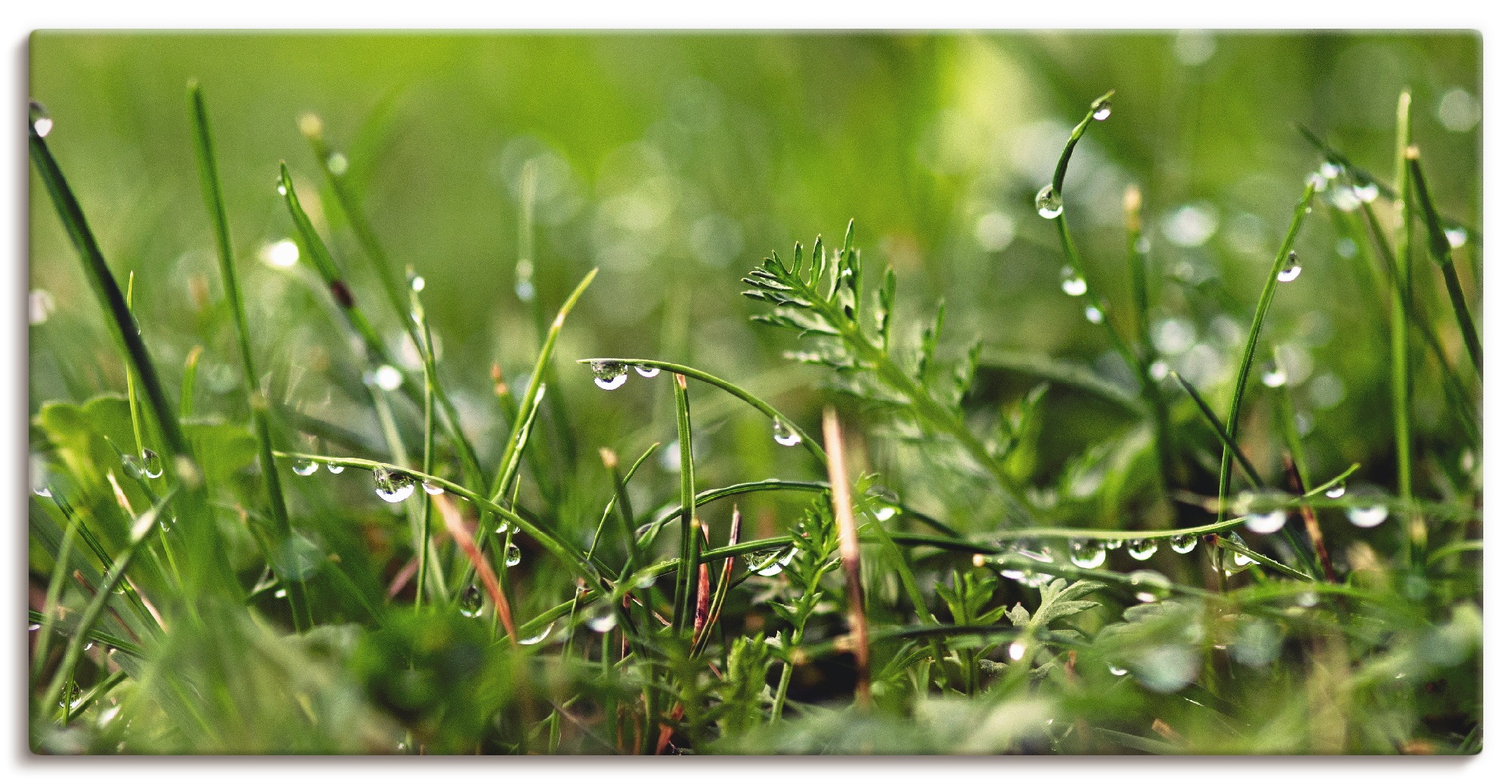 Image of Artland Wandbild »Tautropfen«, Gräser, (1 St.), in vielen Grössen & Produktarten - Alubild / Outdoorbild für den Aussenbereich, Leinwandbild, Poster, Wandaufkleber / Wandtattoo auch für Badezimmer geeignet bei Ackermann Versand Schweiz