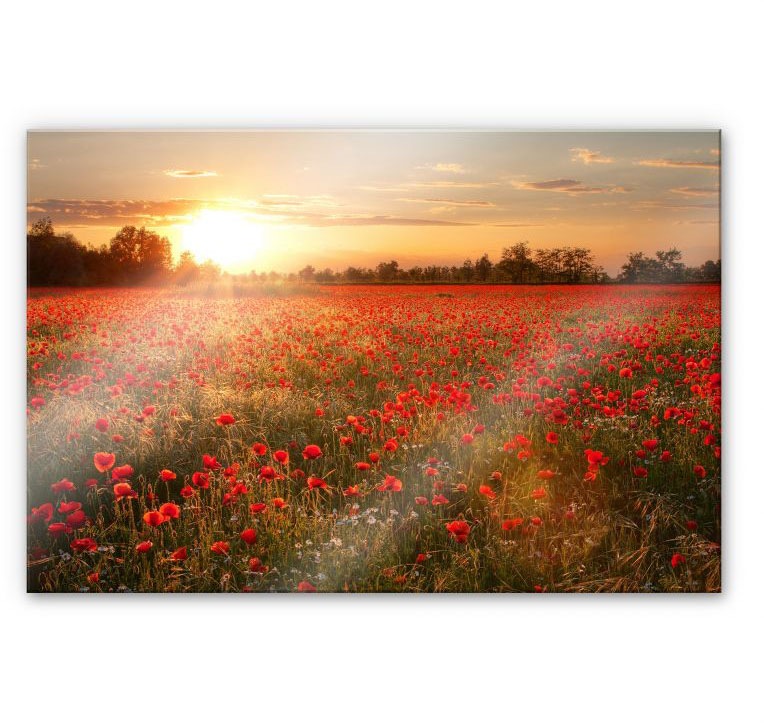 Image of Wall-Art Küchenrückwand »Mohnfeld im Sonnenuntergang«, (1 tlg.) bei Ackermann Versand Schweiz