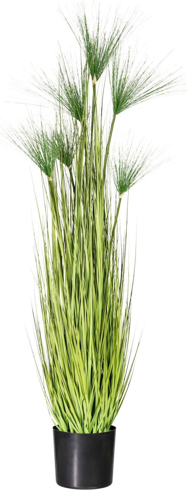 Image of Creativ green Kunstgras »Miscanthus Cyperus«, (1 St.) bei Ackermann Versand Schweiz