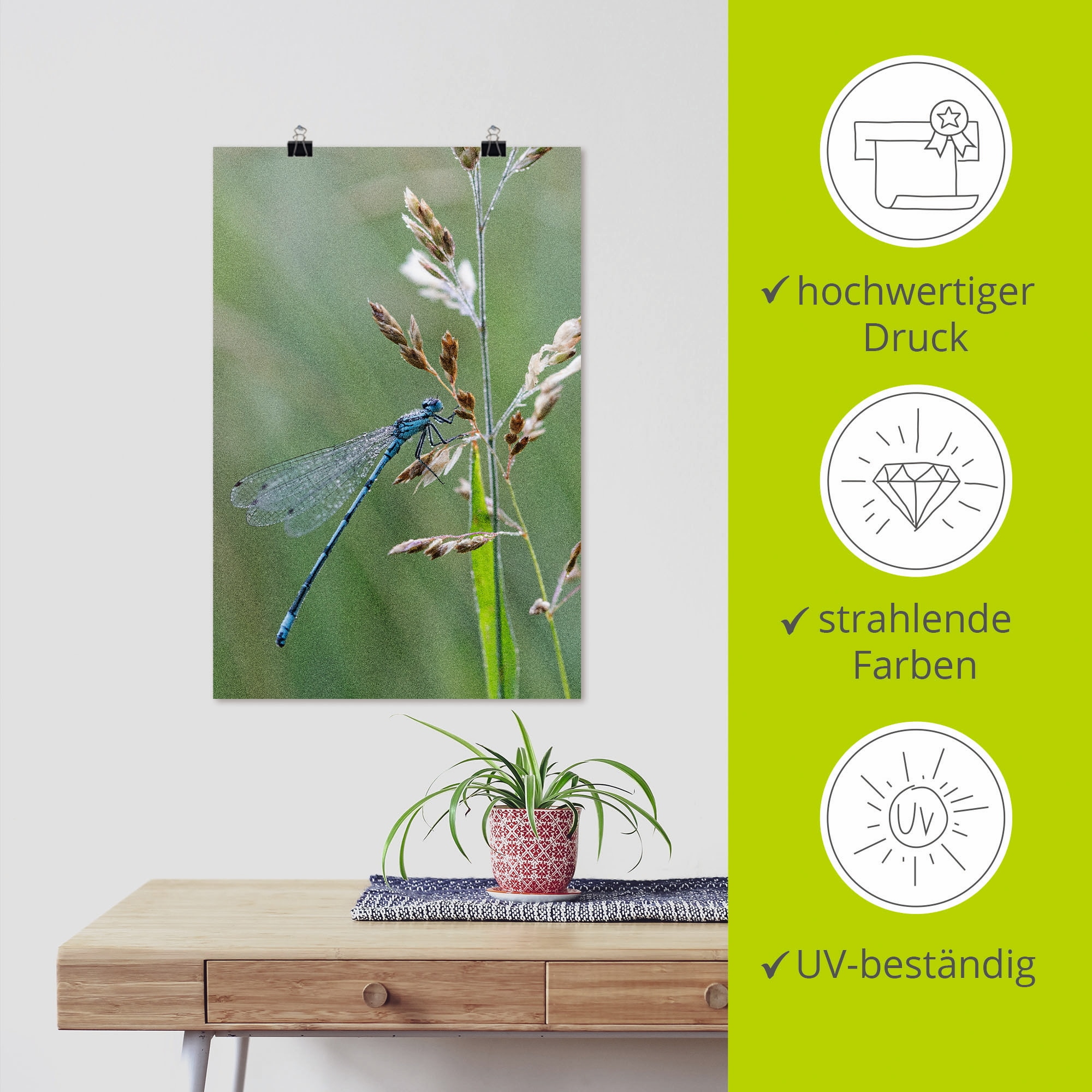 Artland Poster »Kleine Libelle«, Insekten, (1 St.), als Alubild, Leinwandbild, Wandaufkleber oder Poster in versch. Grössen