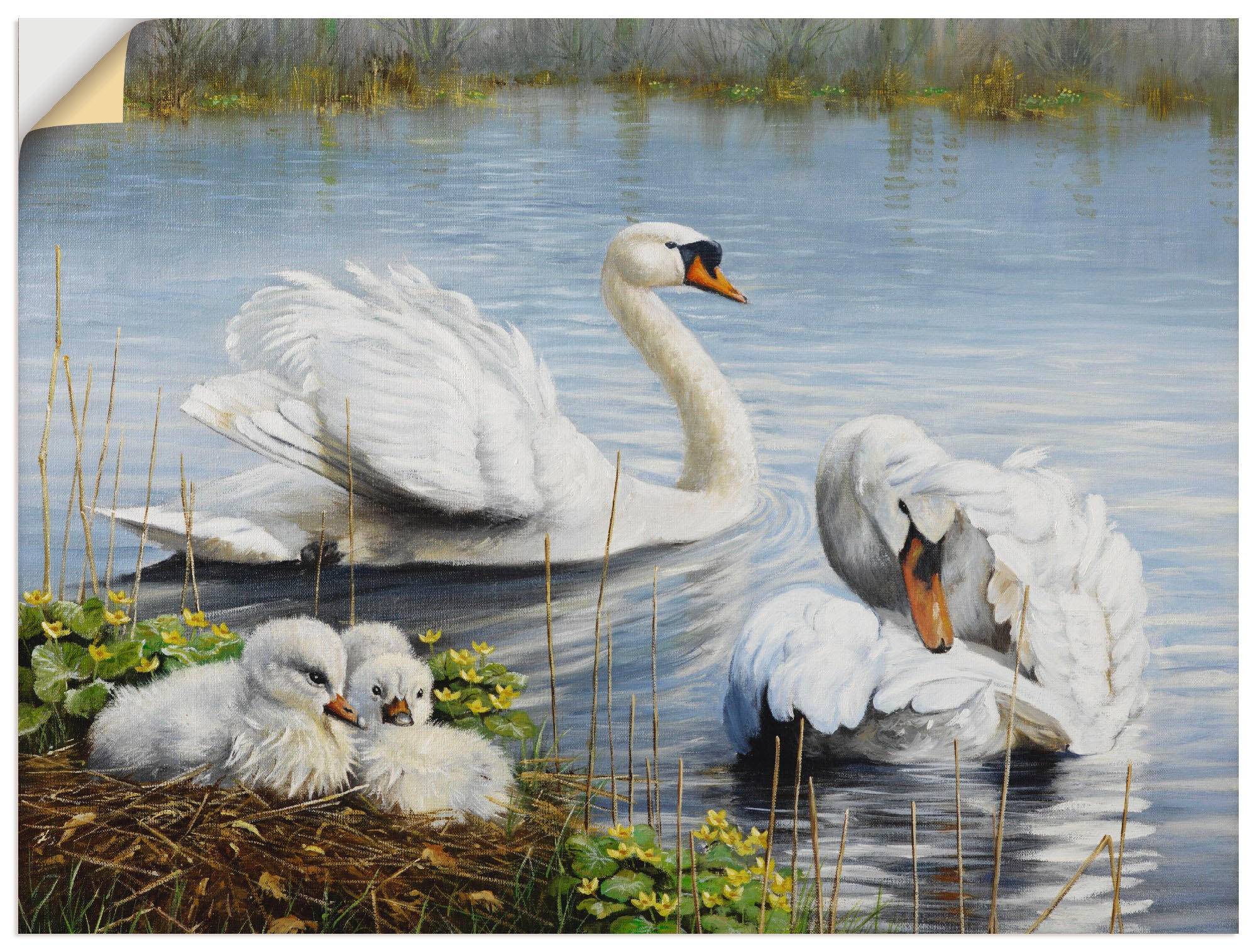 Image of Artland Wandbild »Schwäne und ihre Küken«, Vögel, (1 St.), in vielen Grössen & Produktarten -Leinwandbild, Poster, Wandaufkleber / Wandtattoo auch für Badezimmer geeignet bei Ackermann Versand Schweiz