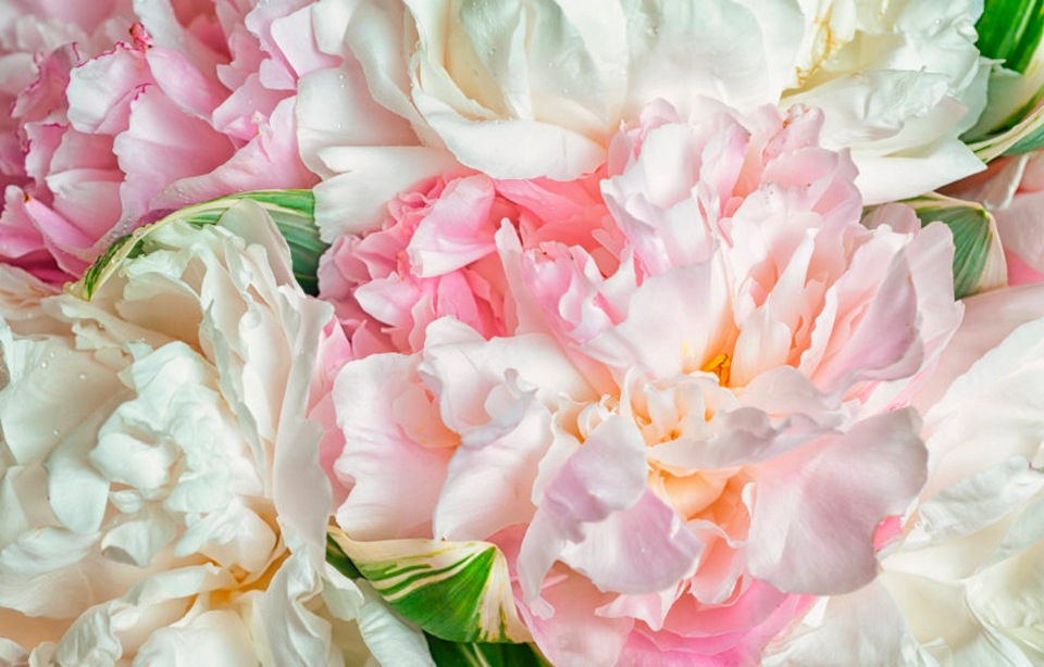 Image of Papermoon Fototapete »Blooming Peonies«, matt, BlueBack, 7 Bahnen, 350 x 260 cm bei Ackermann Versand Schweiz