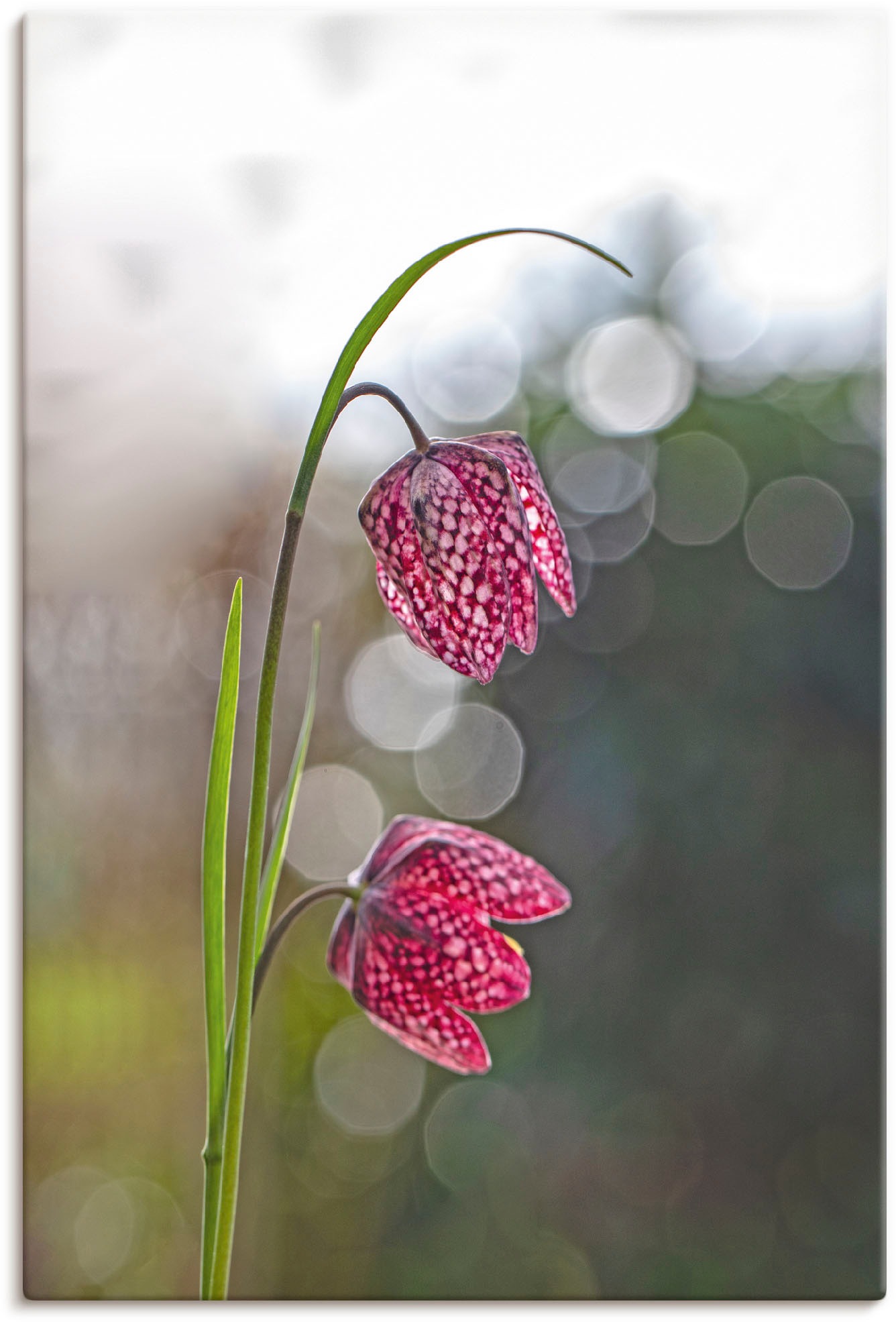 Image of Artland Leinwandbild "Schachbrettblume" Blumenbilder 1 Stk. tlg. auf Holzrahmen gespannt