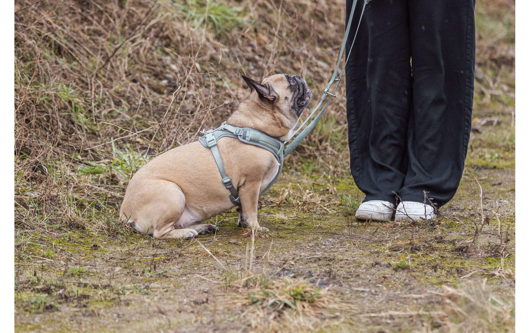 TRIXIE Harnais pour chien »Premium FlexMesh Geschir L« Geschirr mit spezellem Schnitt für kurze, kompakte Hunde