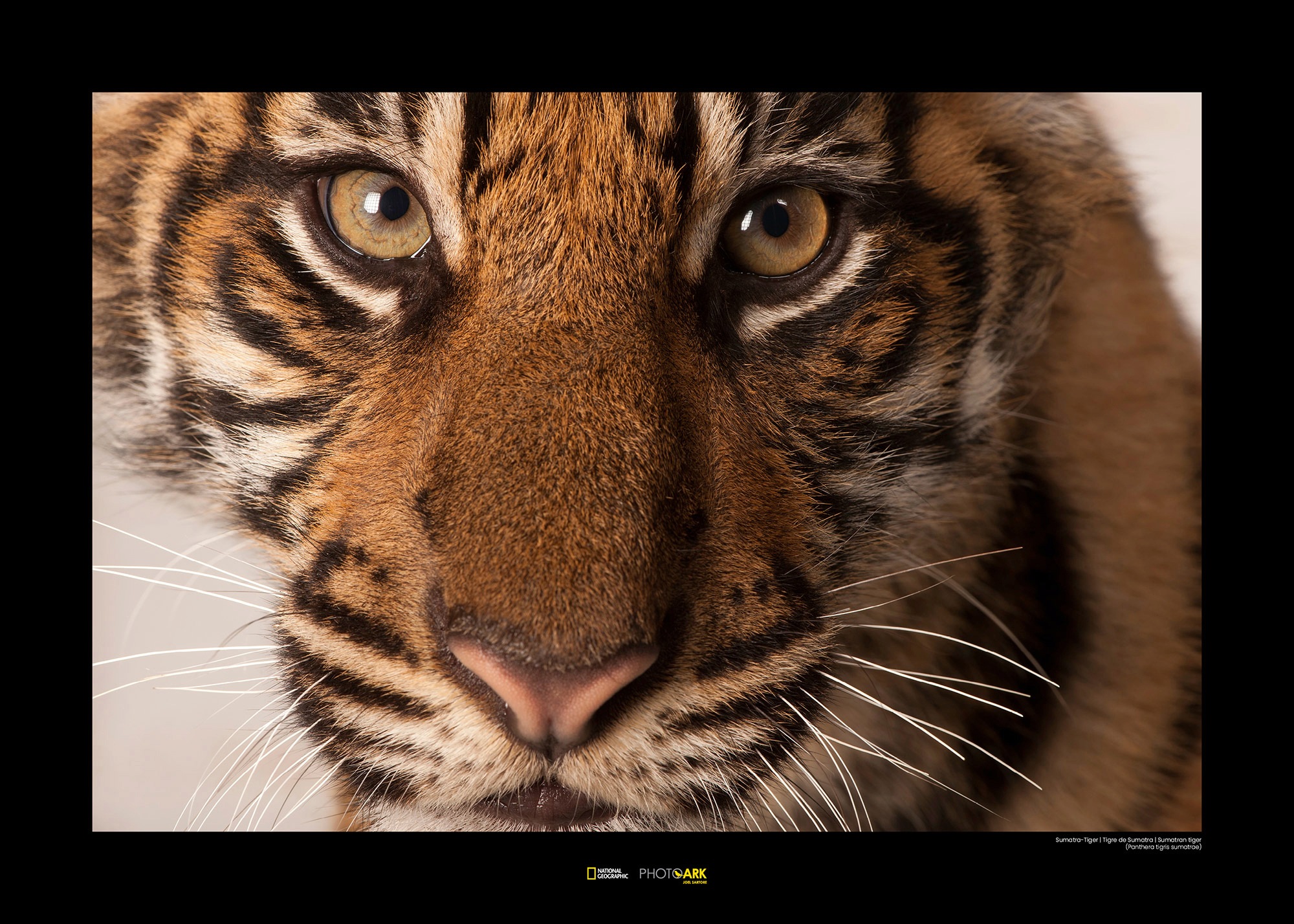 Image of Komar Poster »Sumatran Tiger Portrait«, Tiere, Höhe: 30cm bei Ackermann Versand Schweiz