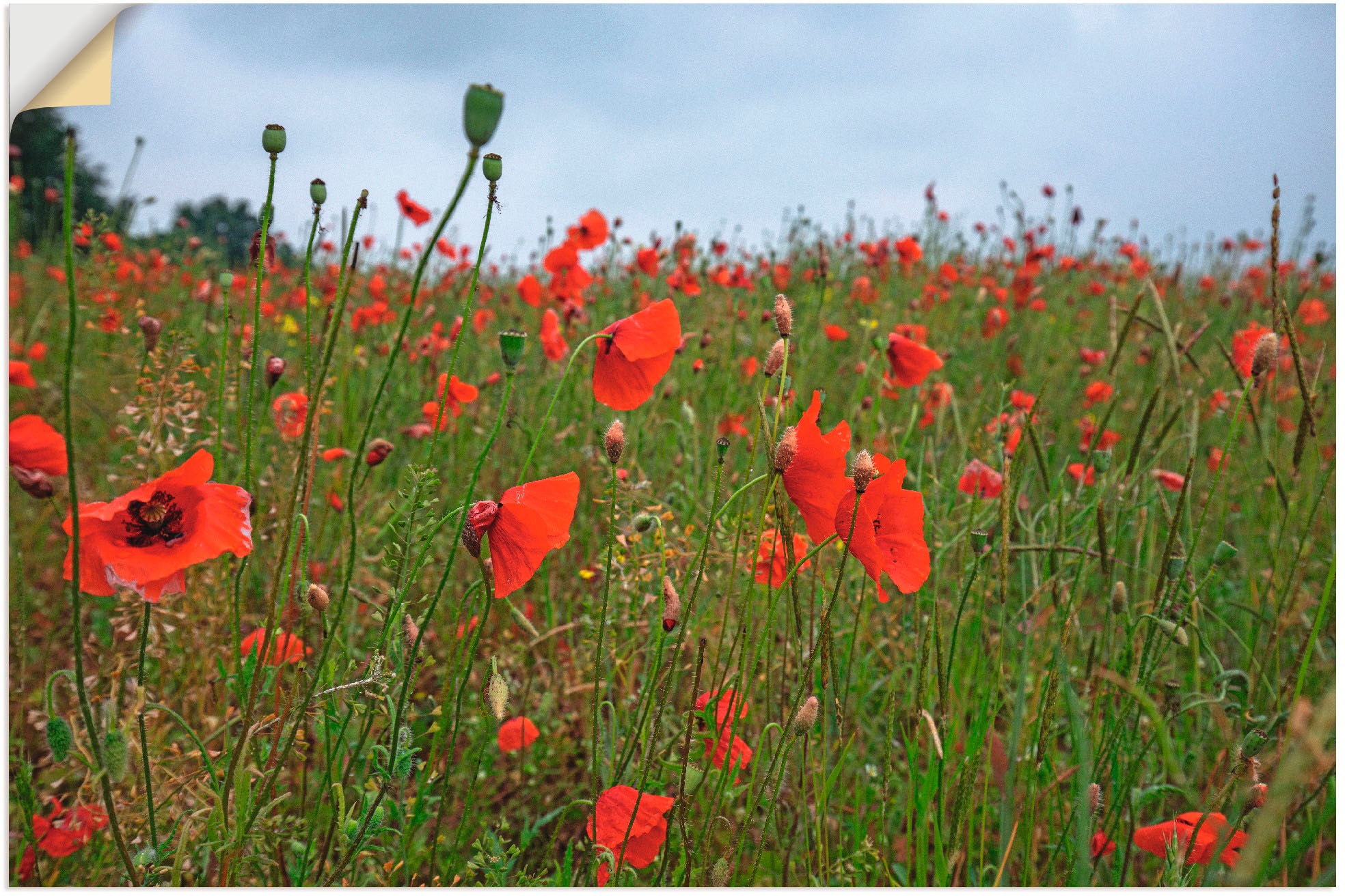 Image of Artland Wandbild »Mohnblumen«, Blumen, (1 St.), in vielen Grössen & Produktarten - Alubild / Outdoorbild für den Aussenbereich, Leinwandbild, Poster, Wandaufkleber / Wandtattoo auch für Badezimmer geeignet bei Ackermann Versand Schweiz