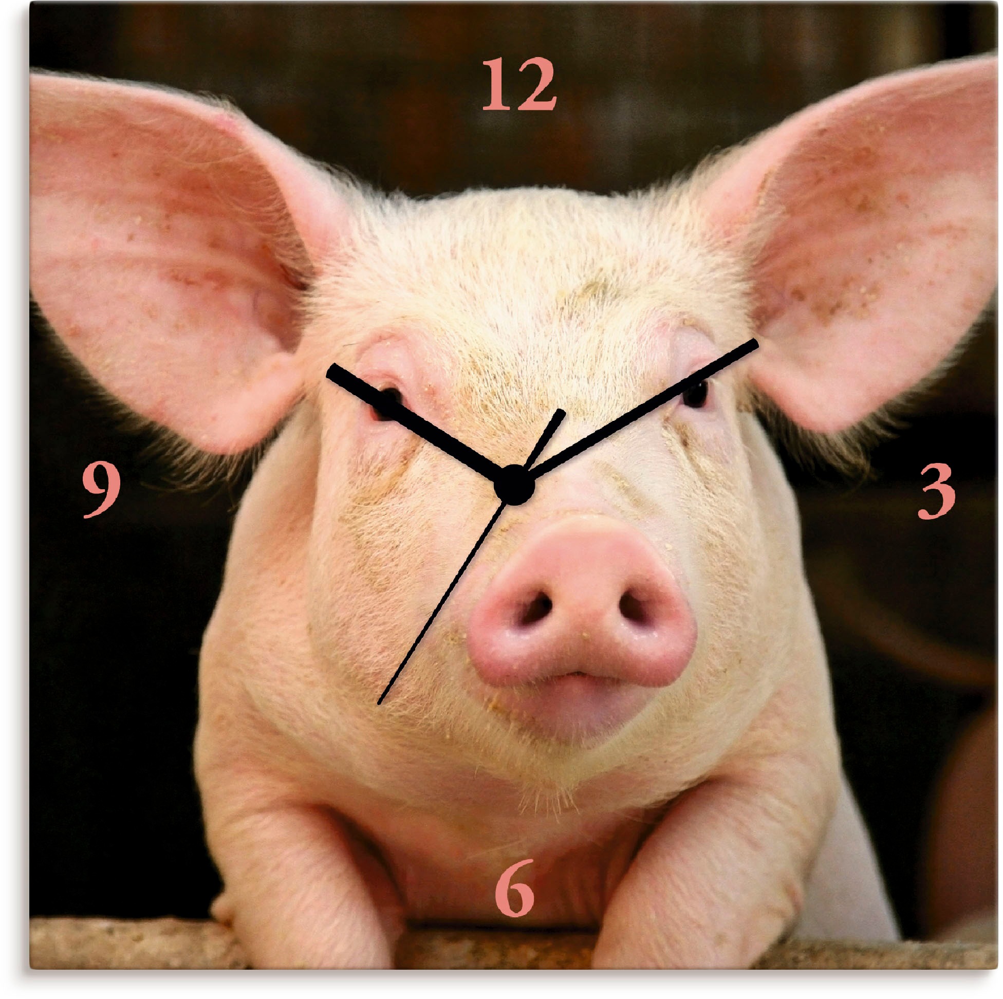 Image of Artland Wanduhr »Vorwitziges Schwein«, lautlos, ohne Tickgeräusche, nicht tickend, geräuschlos - wählbar: Funkuhr o. Quarzuhr, moderne Uhr für Wohnzimmer, Küche etc. - Stil: modern bei Ackermann Versand Schweiz