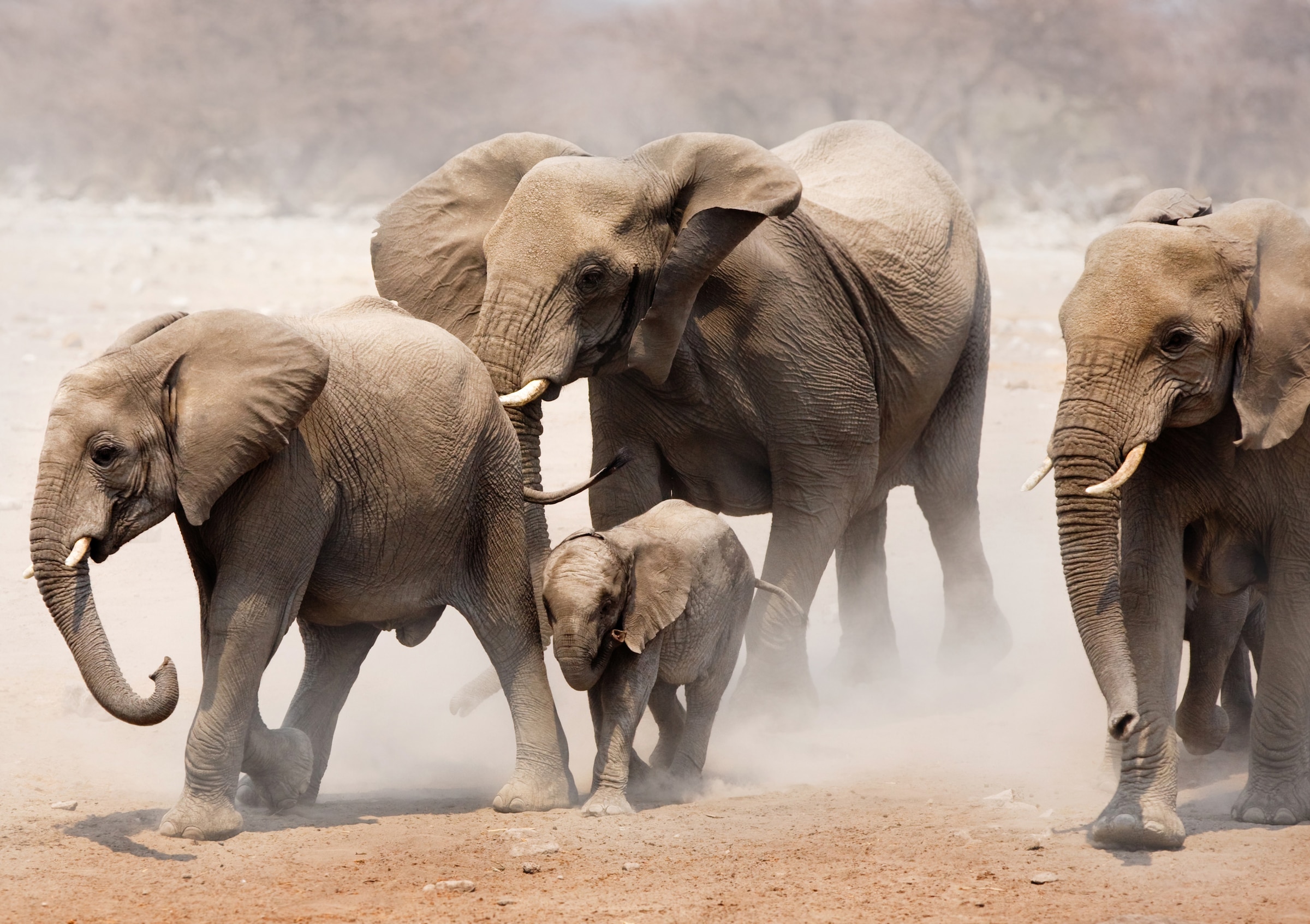 Image of Papermoon Fototapete "Elephan Herd" glatt