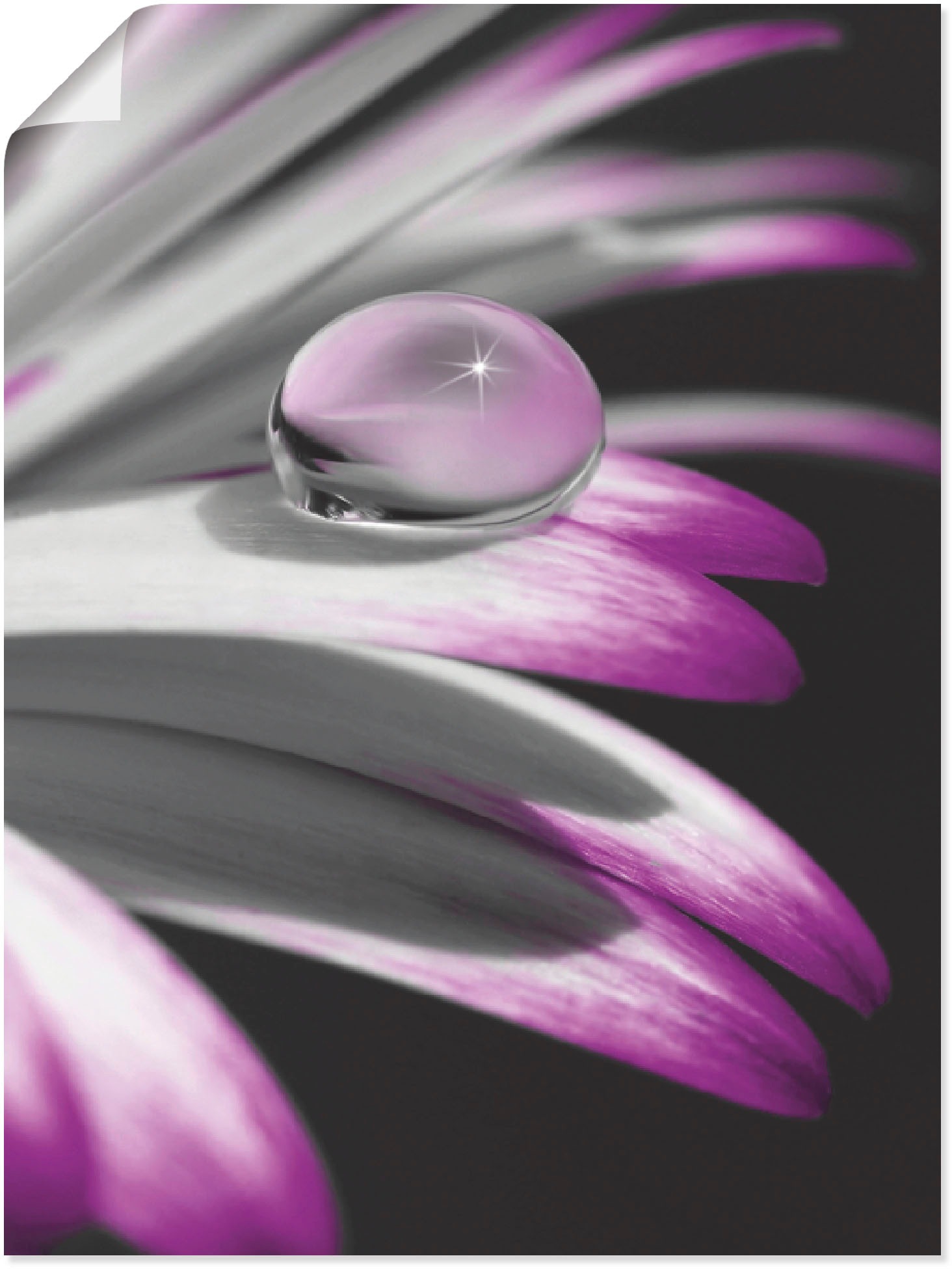 Image of Artland Poster "Tropfen" Blumen 1 Stk. tlg. ohne Rahmen