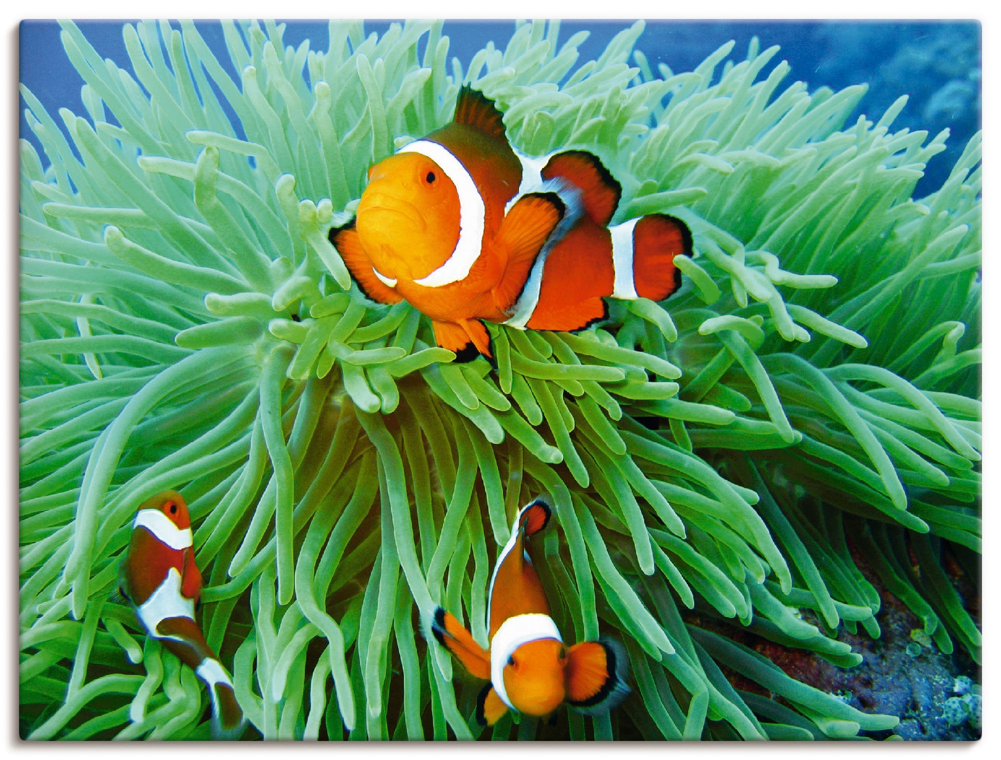 Image of Artland Wandbild »Finde Nemo«, Wassertiere, (1 St.), in vielen Grössen & Produktarten - Alubild / Outdoorbild für den Aussenbereich, Leinwandbild, Poster, Wandaufkleber / Wandtattoo auch für Badezimmer geeignet bei Ackermann Versand Schweiz