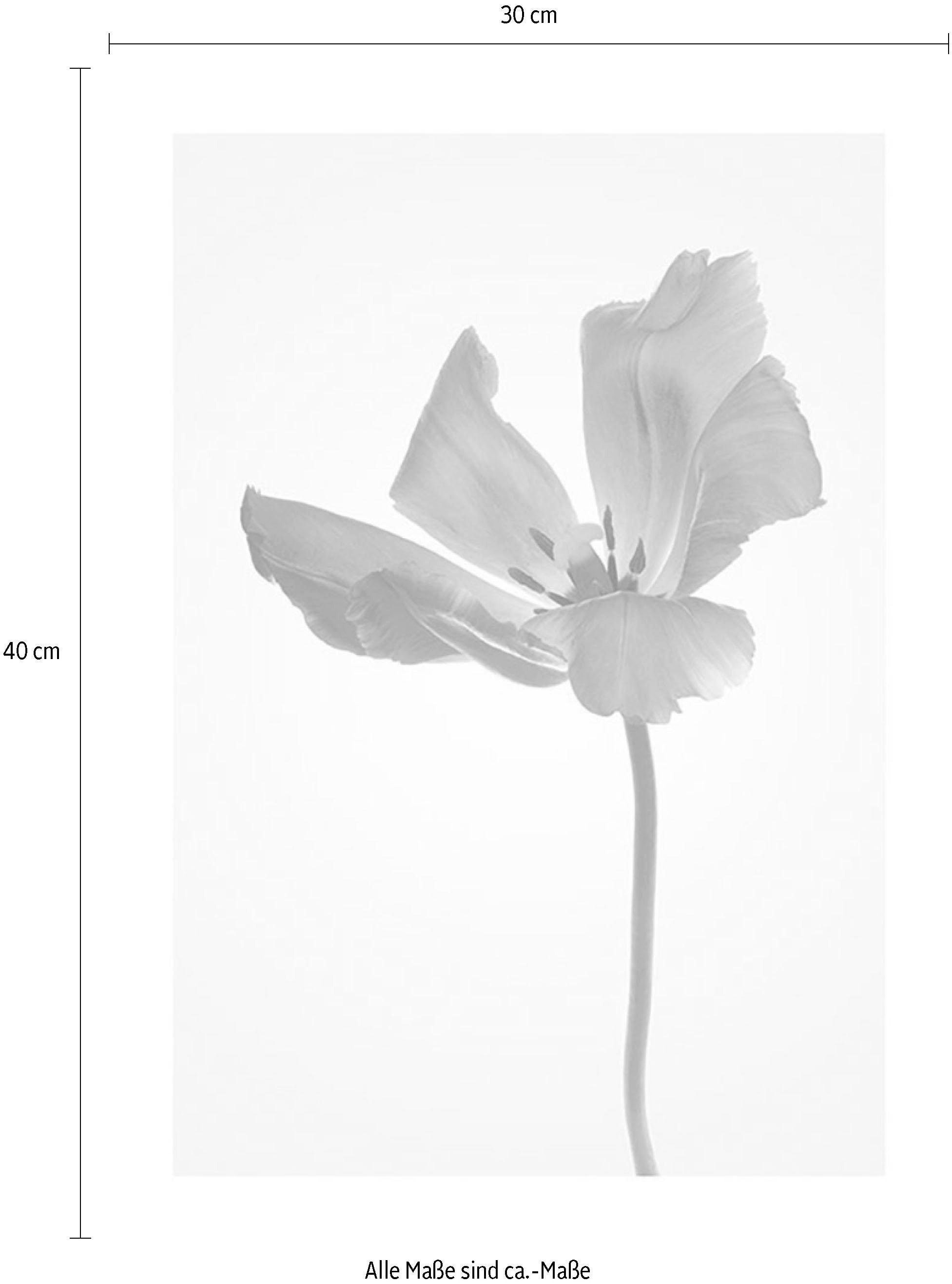 Komar Image »Tulip« 1 cuis tlg. Wandbild zur Dekoration - ohne Rahmen