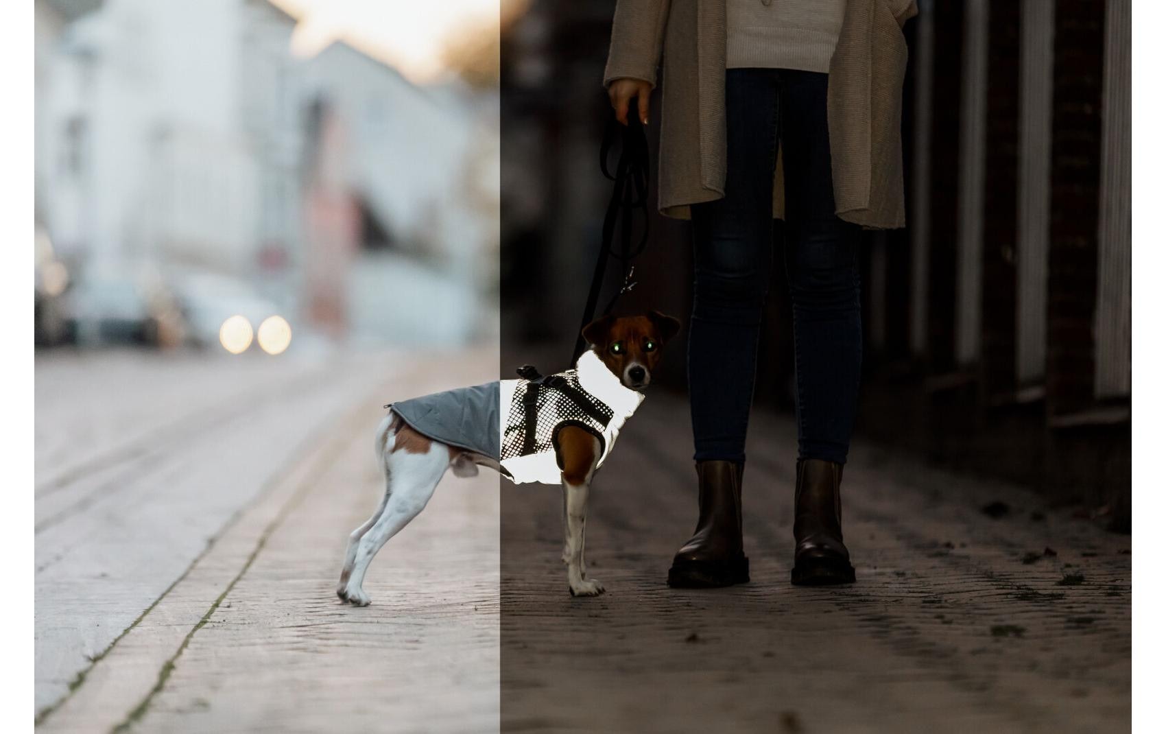 TRIXIE Imperméable pour chiens »Pontis Reflect« Wattierter und vollreflektierender Hundemantel