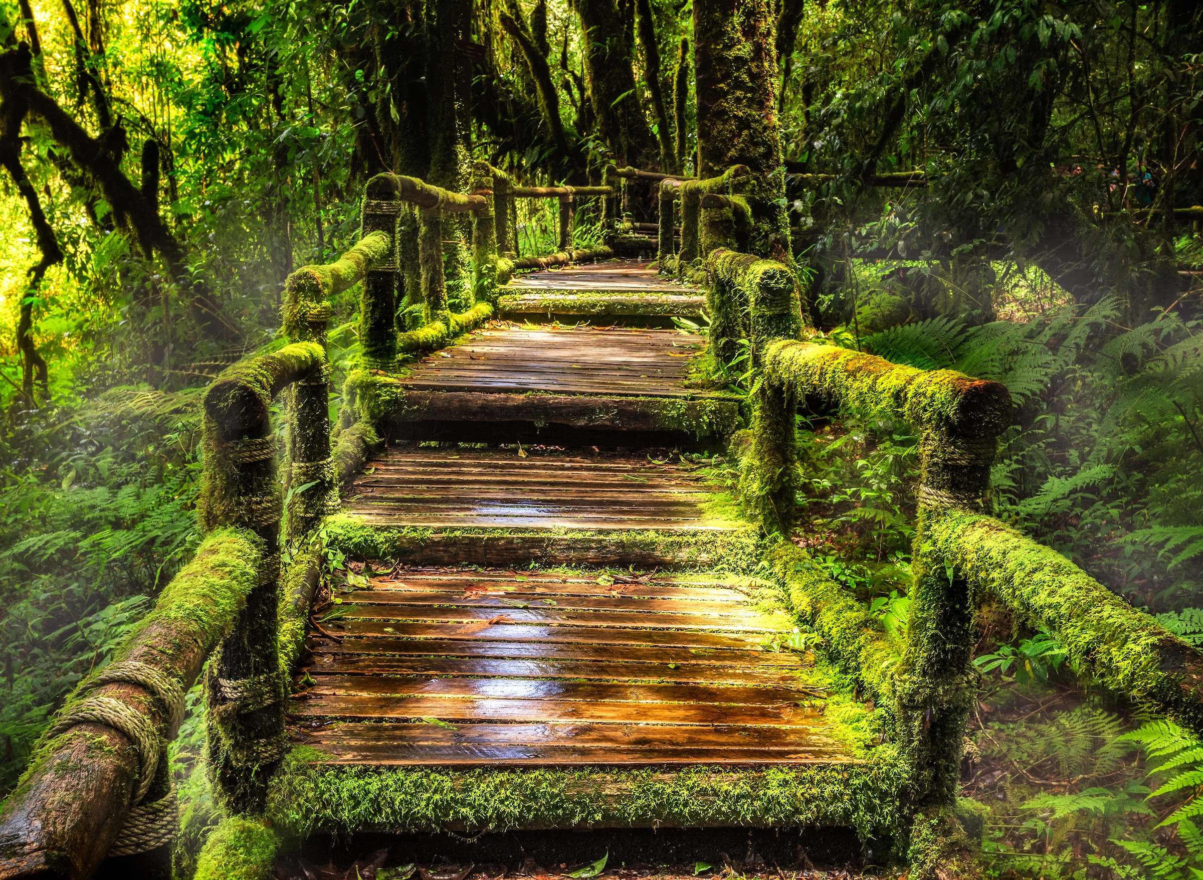 Image of Papermoon Fototapete »Rainforest at Ang Ka« bei Ackermann Versand Schweiz