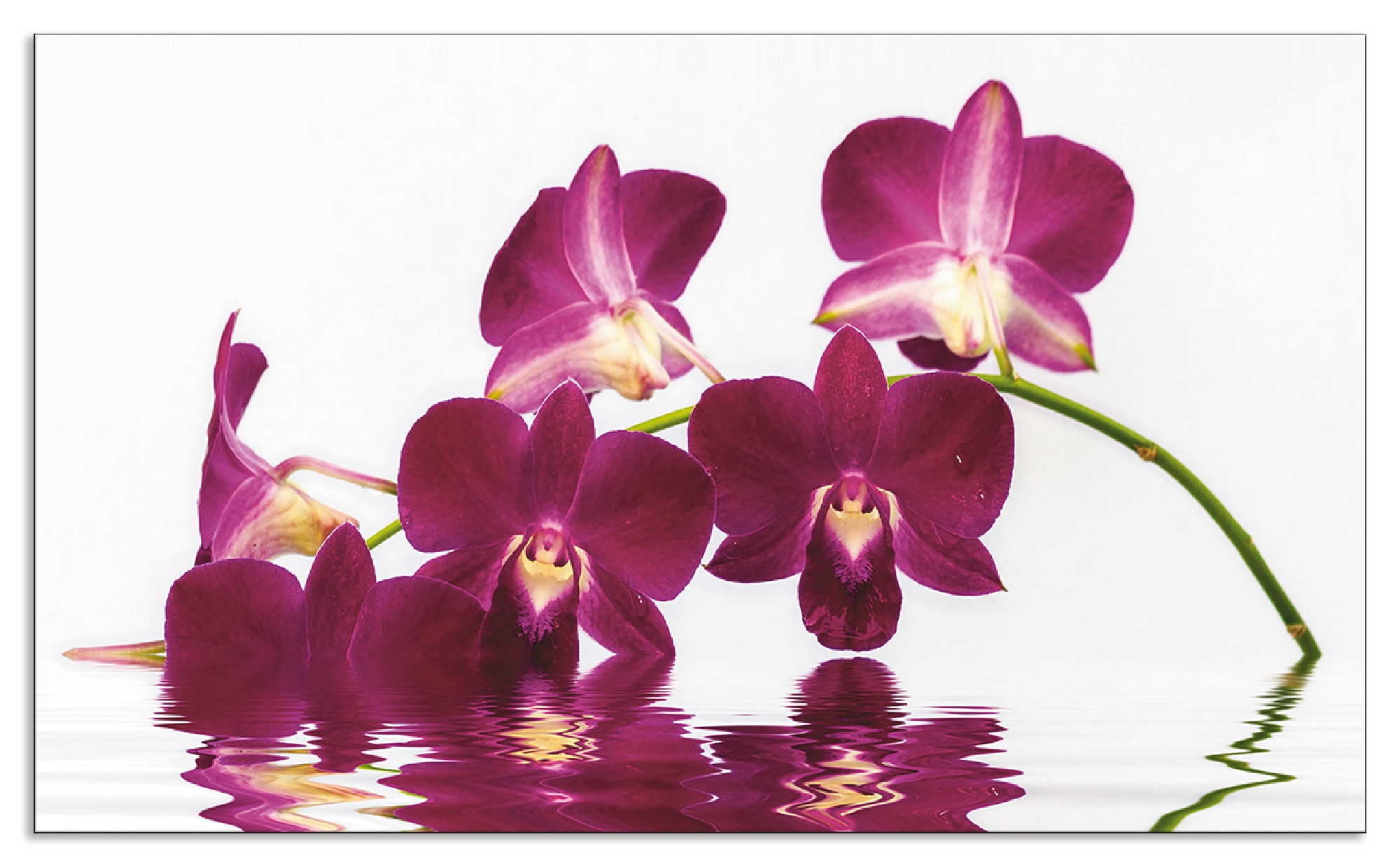 Artland Küchenrückwand »Phalaenopsis Orchidee«, (1 tlg.), Alu Spritzschutz mit Klebeband, einfache Montage