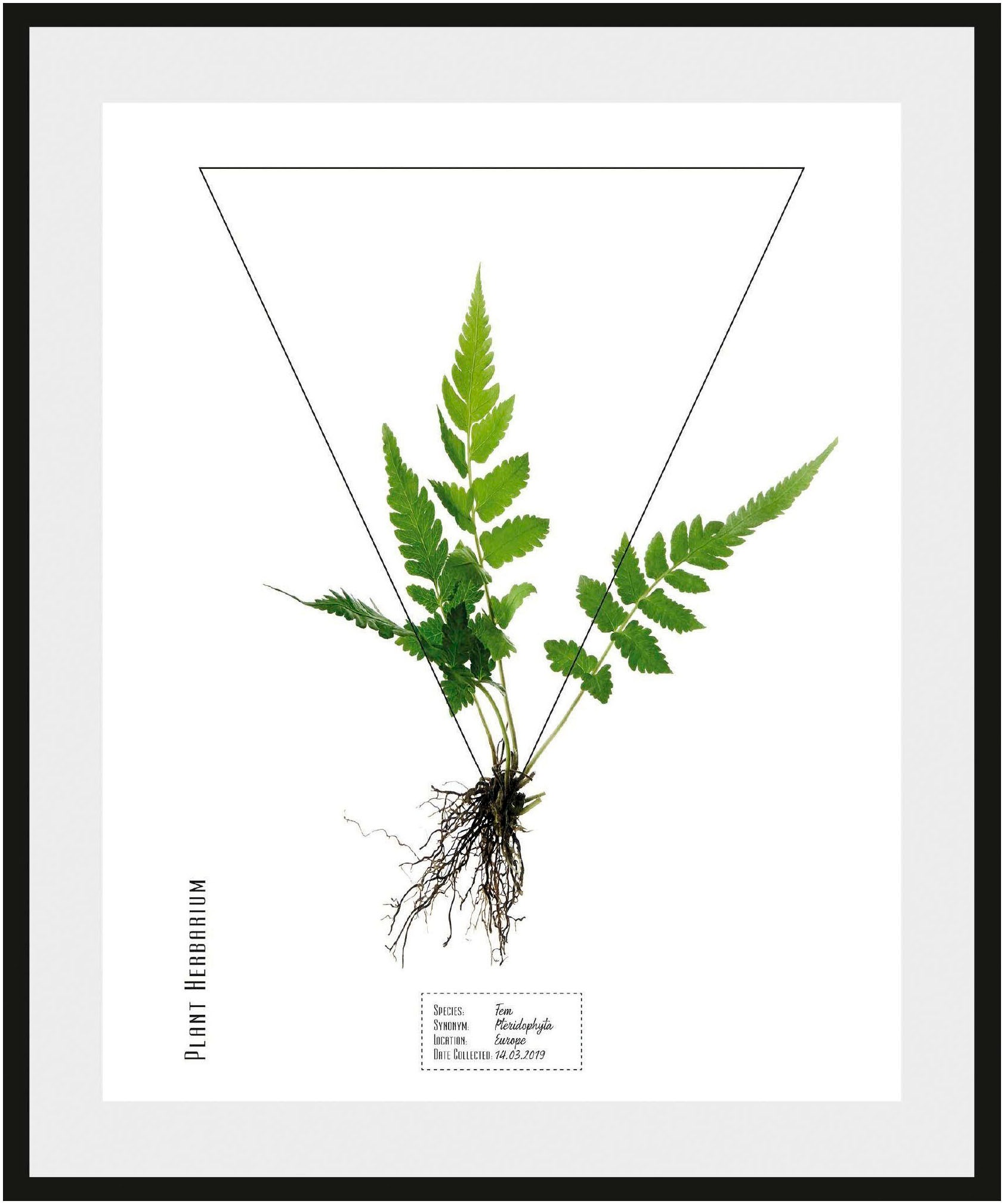 Image of andas Bild »Pflanze Fem«, mit Rahmen bei Ackermann Versand Schweiz