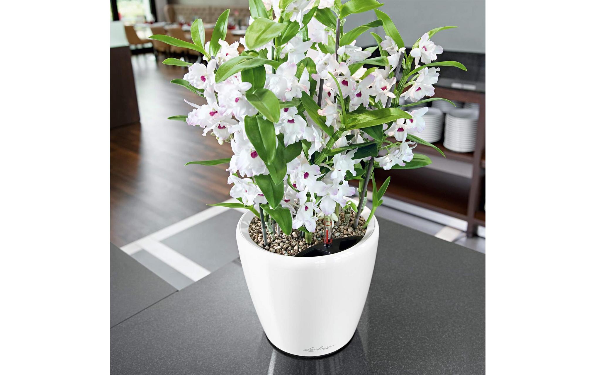 Blumentopf »Lechuza Pflanzentopf Classico Premi«, Material: Polycarbonat, Polypropylen