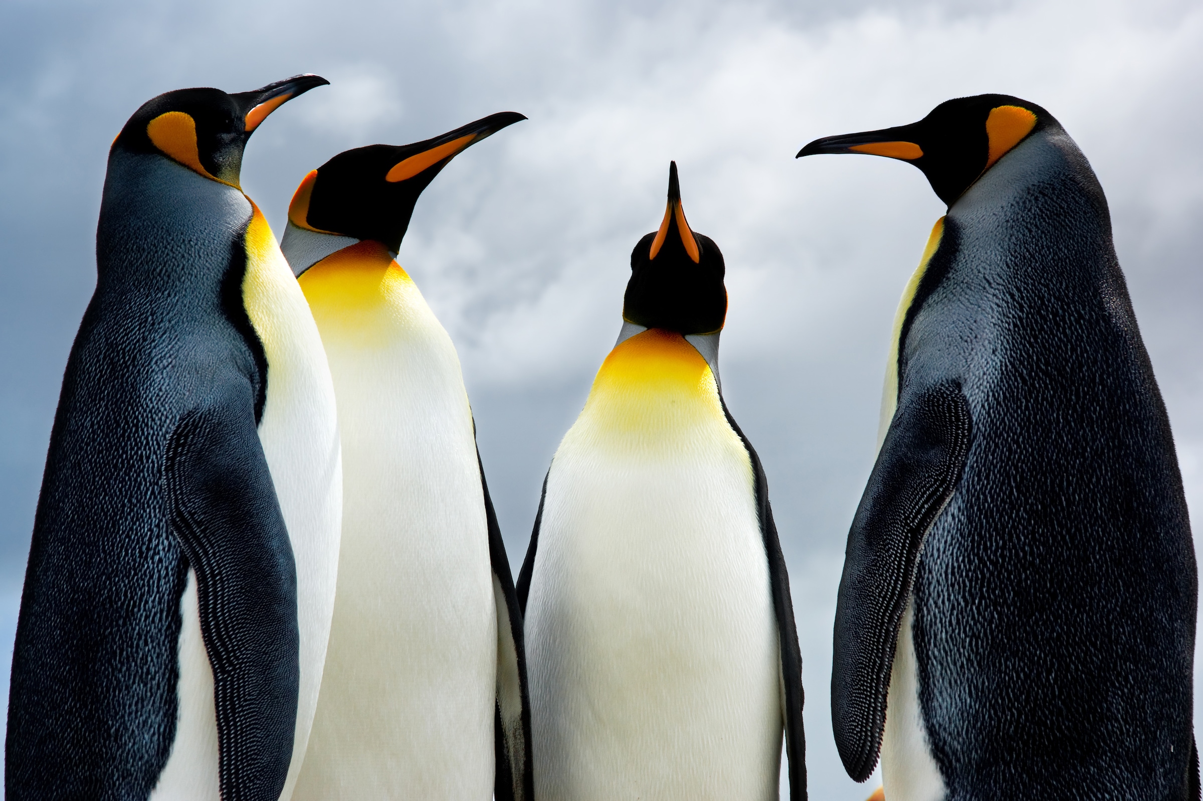 Image of Papermoon Fototapete "King Pinguins" glatt