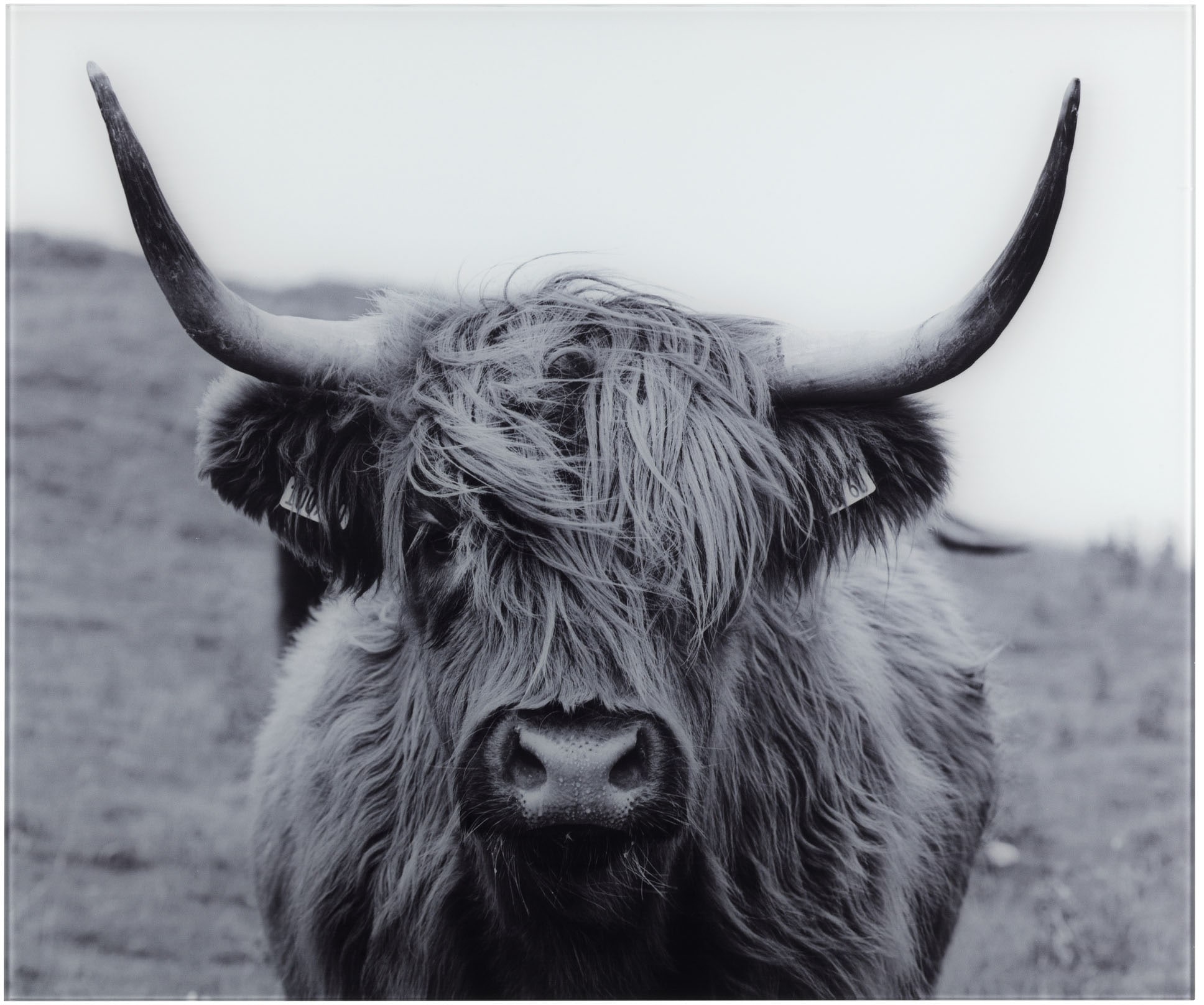 kaufen »Highland gehärtetes Küchenrückwand 60x50 cm Glas, WENKO Cattle«,