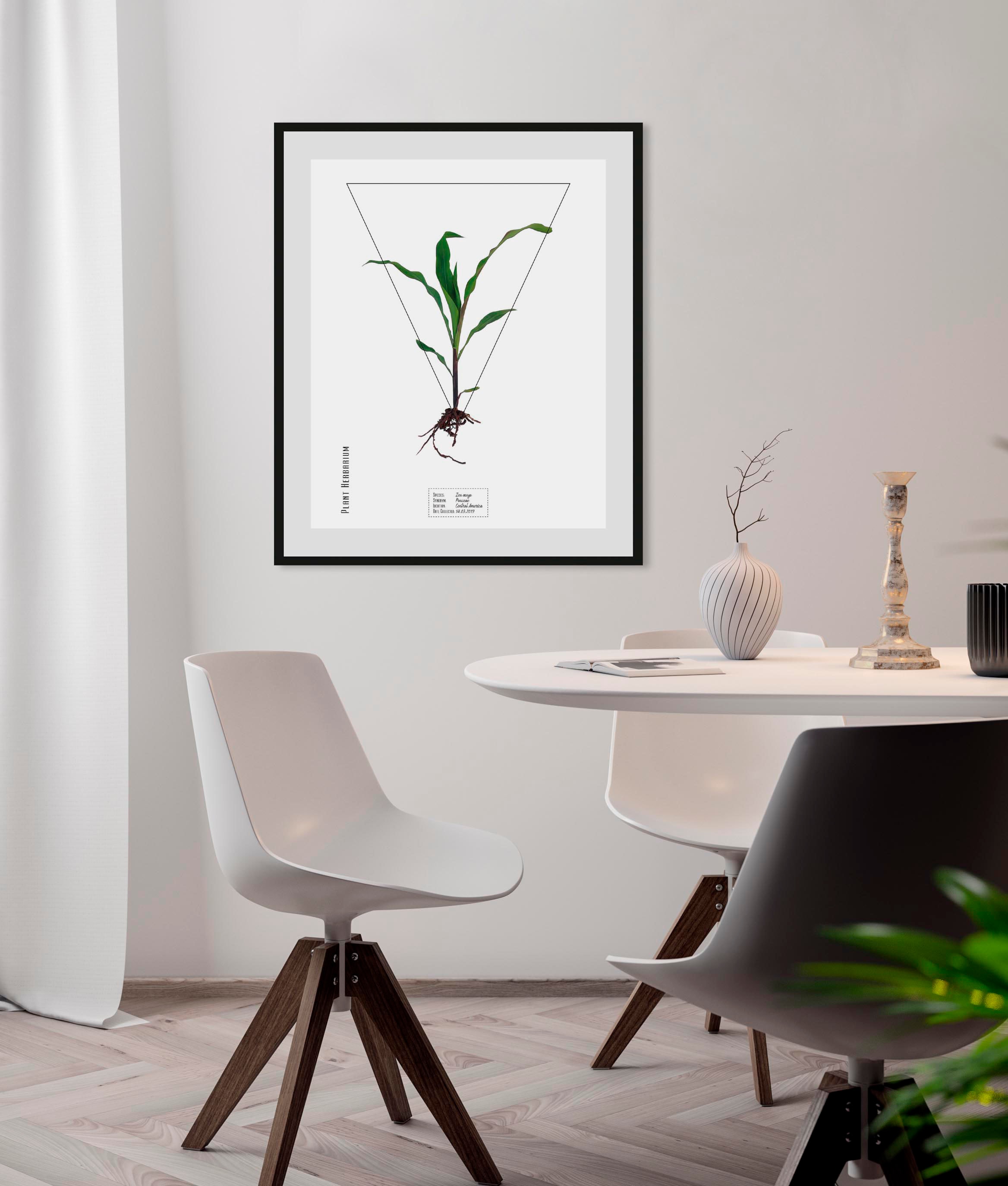 Image of queence Bild "Zea mays" 1 Stk. tlg.
