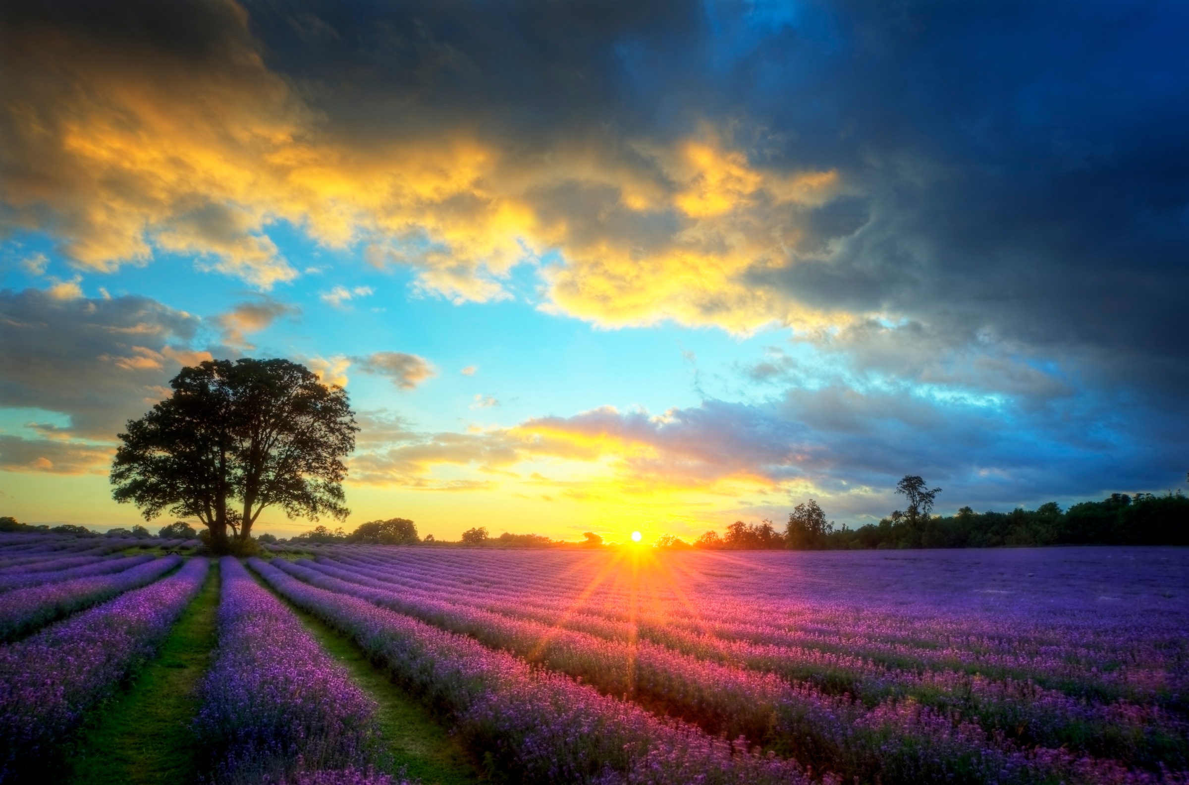 Image of Papermoon Fototapete "Lavender Fields" glatt